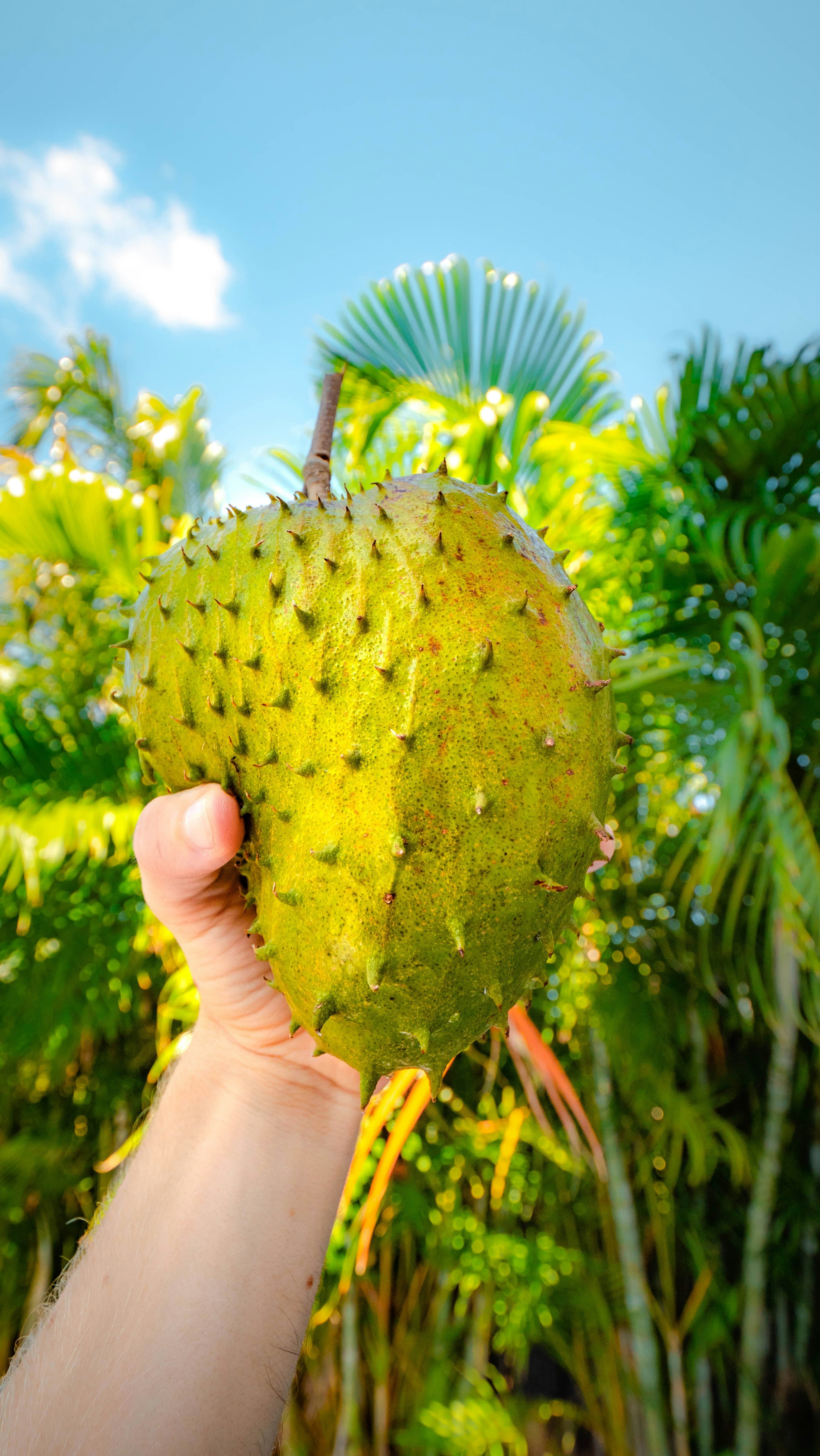 How Long Does Soursop Juice Last In The Fridge? | Fridge.com