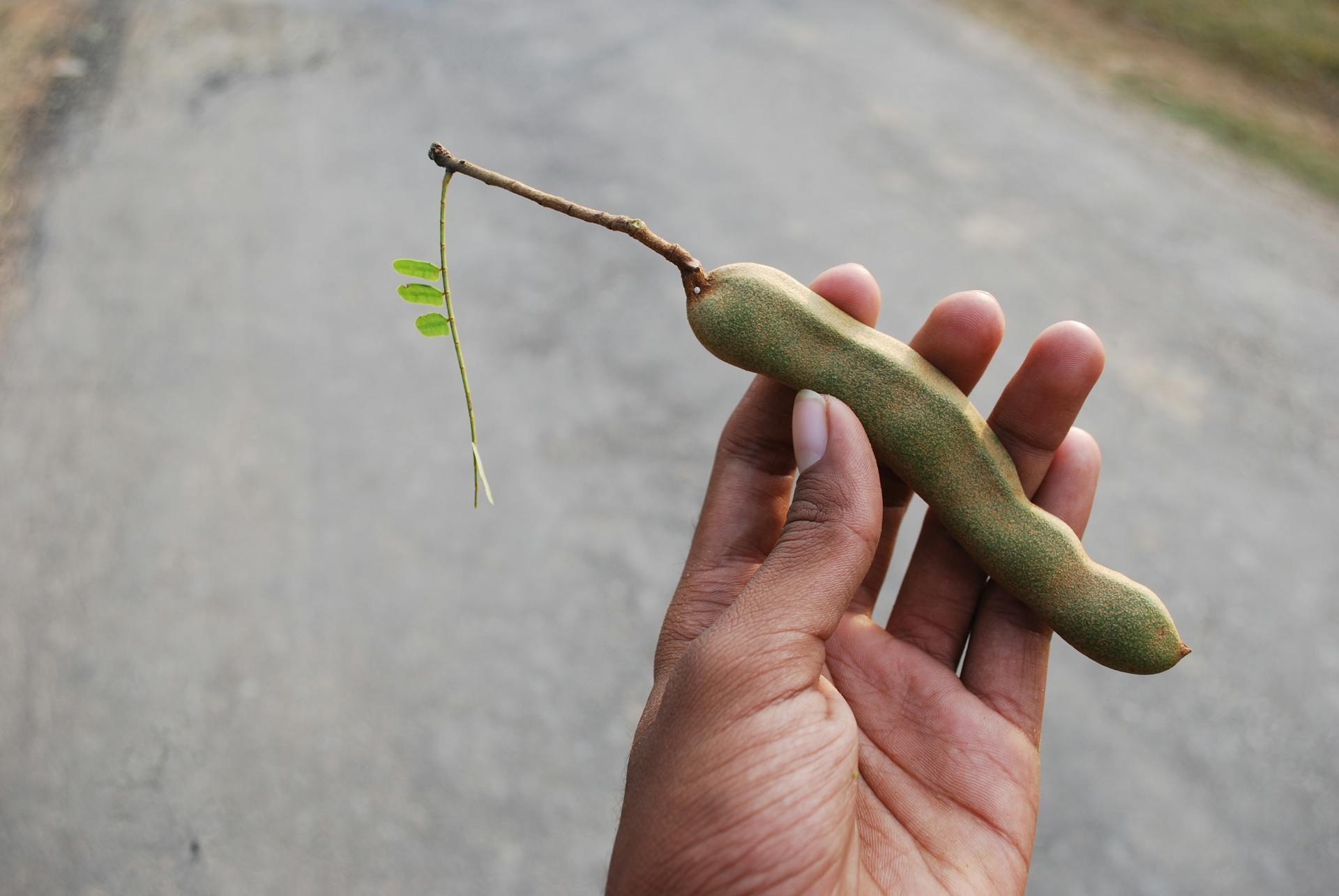 How Long Does Tamarind Last In The Fridge? | Fridge.com