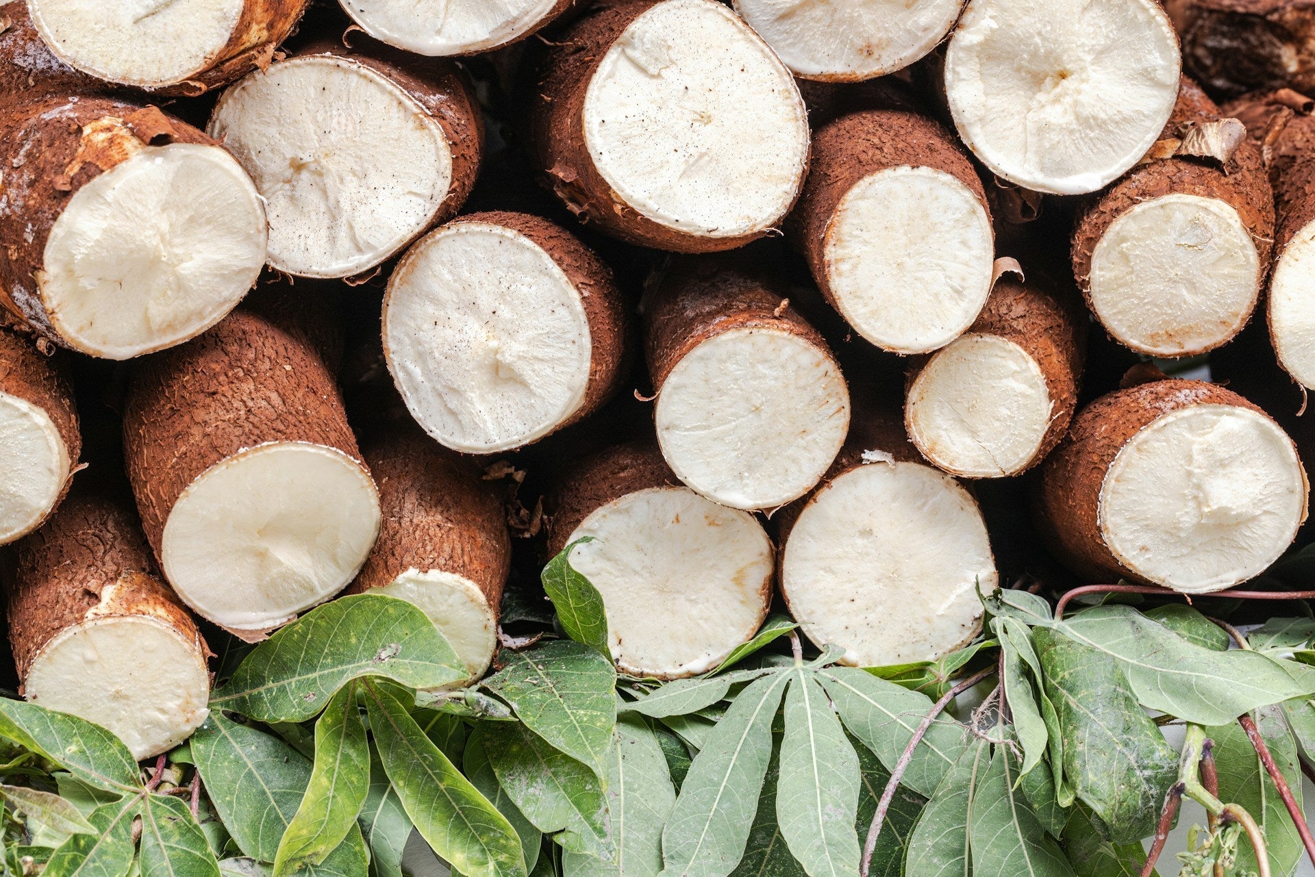 How Long Does Yuca (Cassava) Last In The Fridge? | Fridge.com
