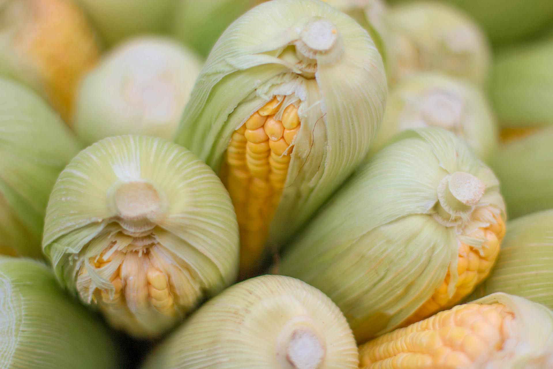 How Long Is Uncooked Corn On The Cob Good For In The Fridge? | Fridge.com
