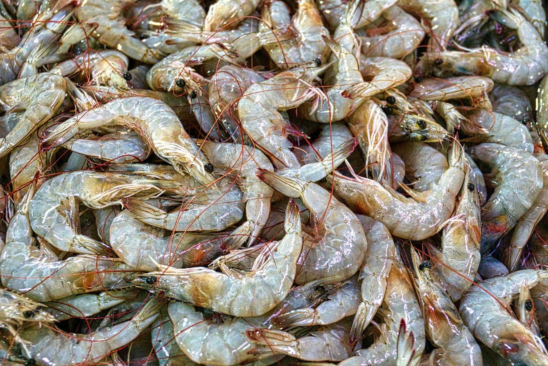 How To Defrost Shrimp In The Fridge | Fridge.com