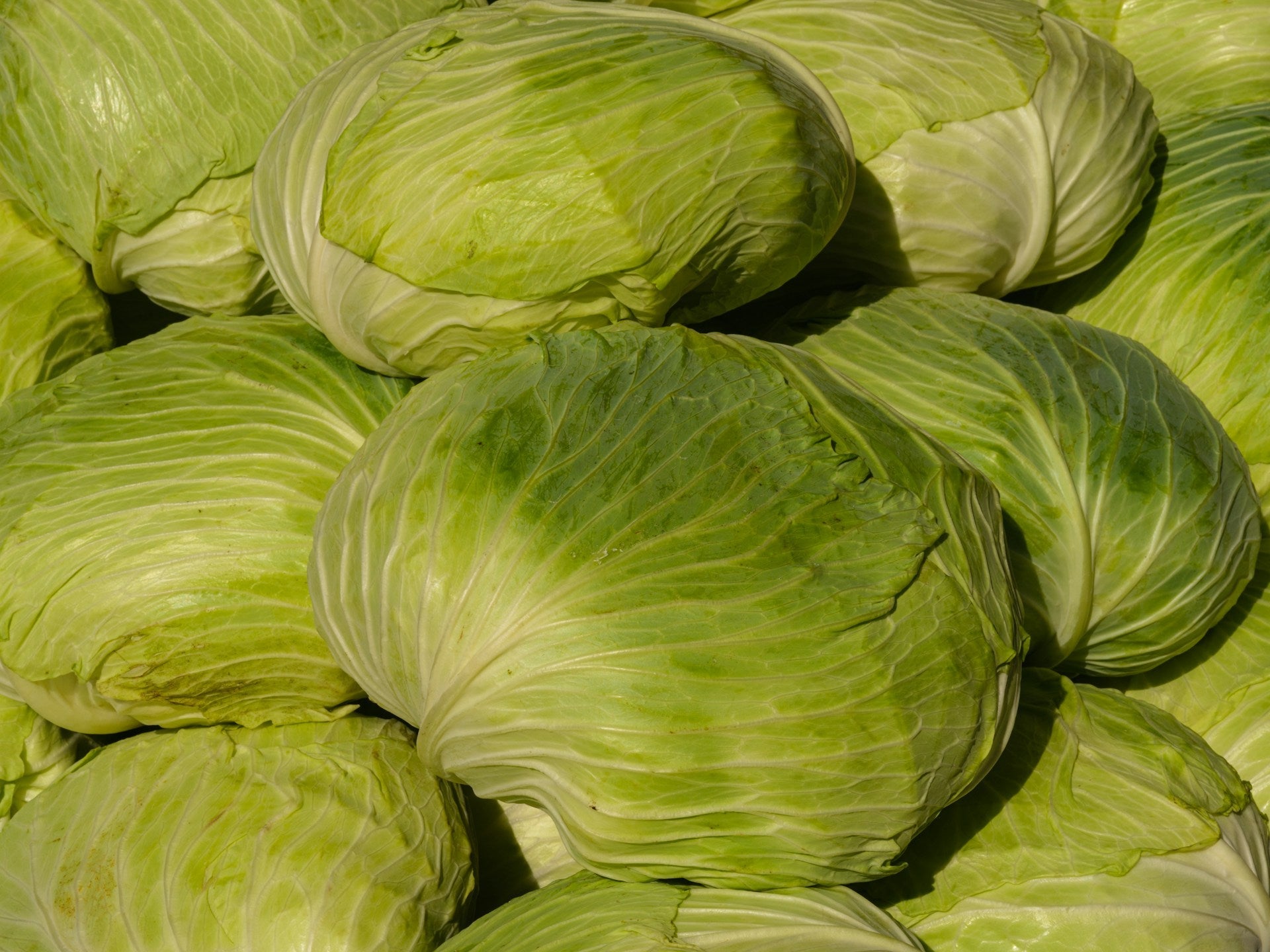 How To Freeze Cabbage | Fridge.com