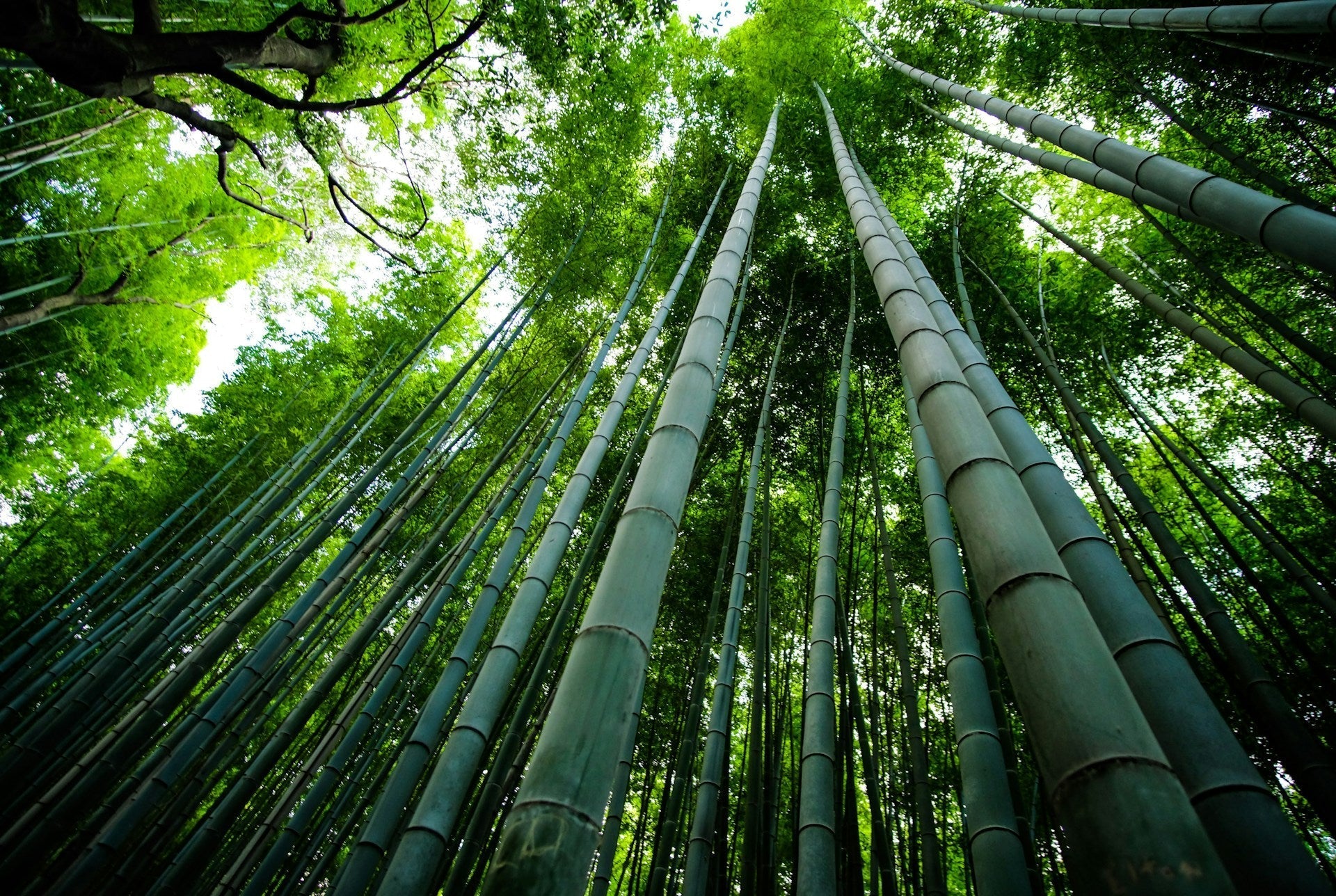 How To Keep Bamboo Seeds In The Fridge | Fridge.com
