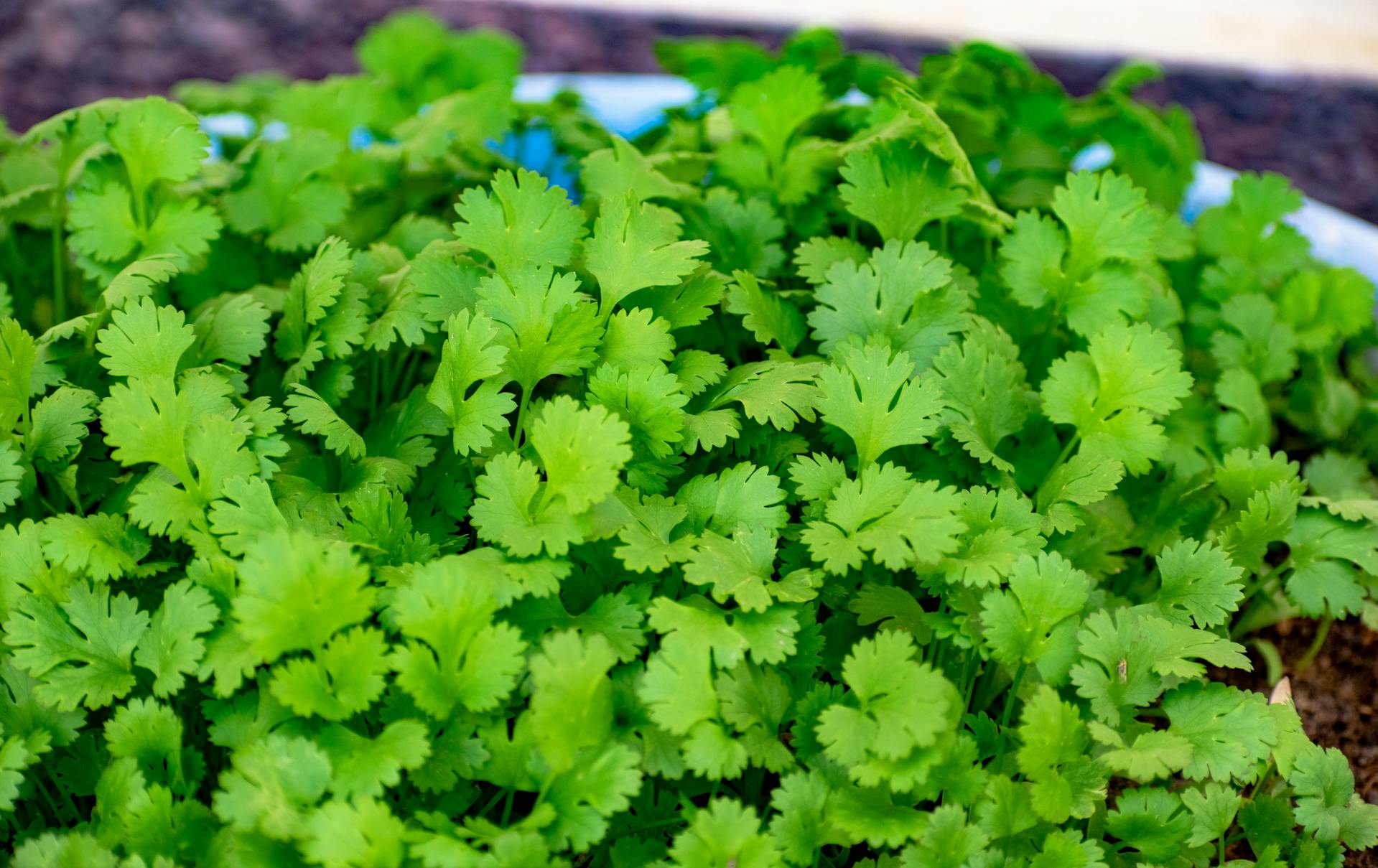 How To Keep Cilantro In The Fridge | Fridge.com