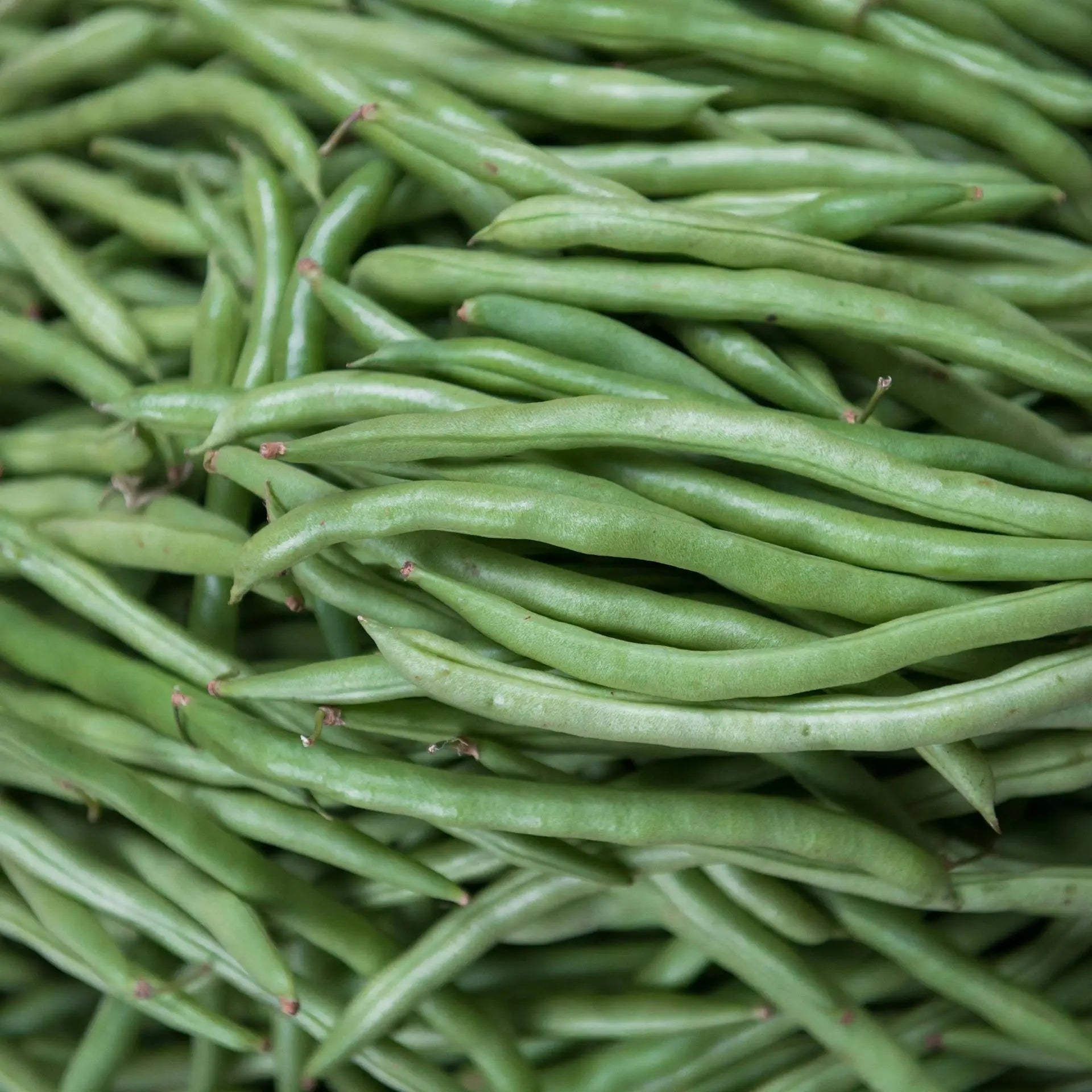 How To Keep Pickled Green Beans Crisp In The Fridge? | Fridge.com