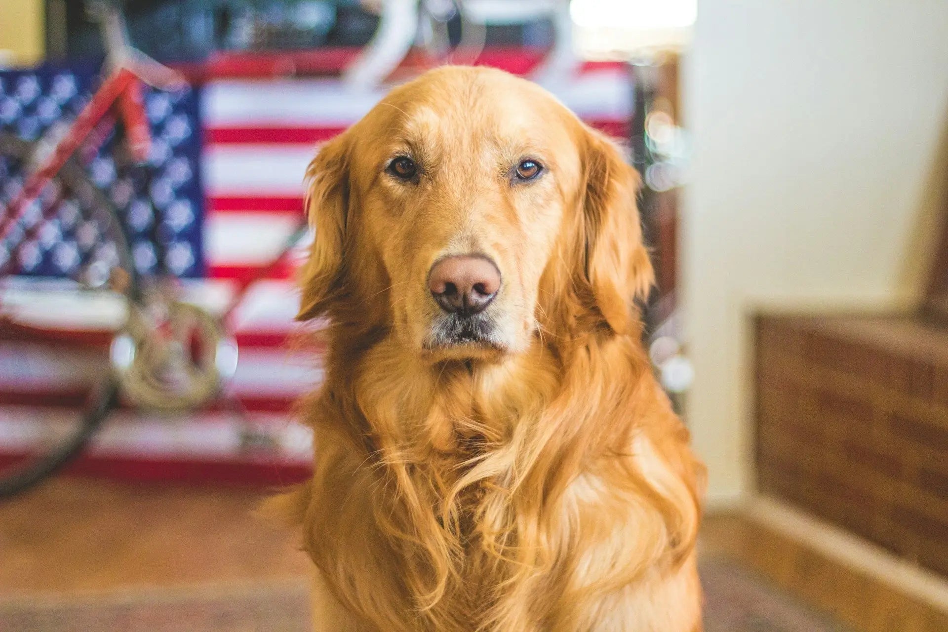 How To Store Dog Food In The Fridge For Longer Freshness | Fridge.com