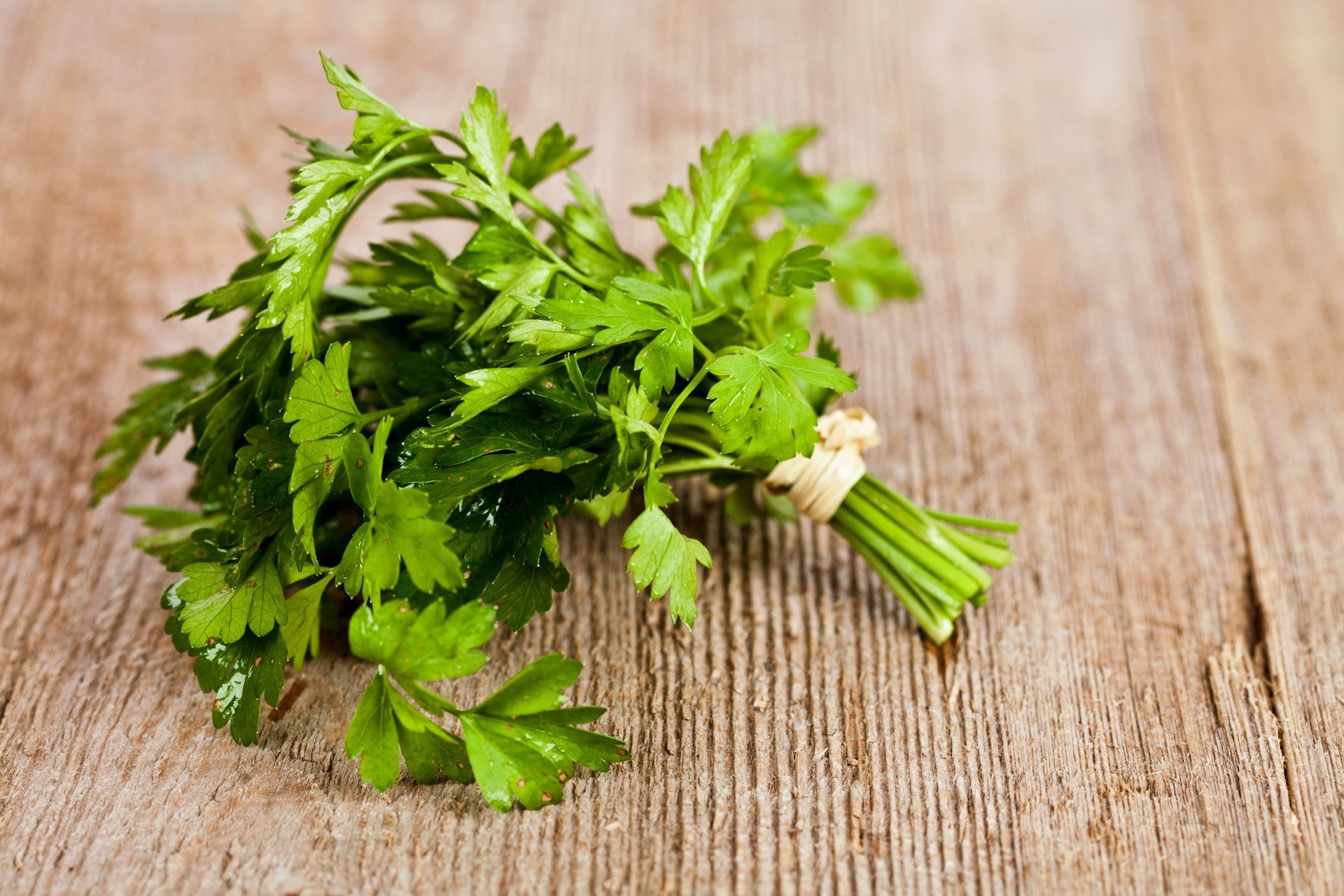 How To Store Fresh Cilantro In The Refrigerator | Fridge.com