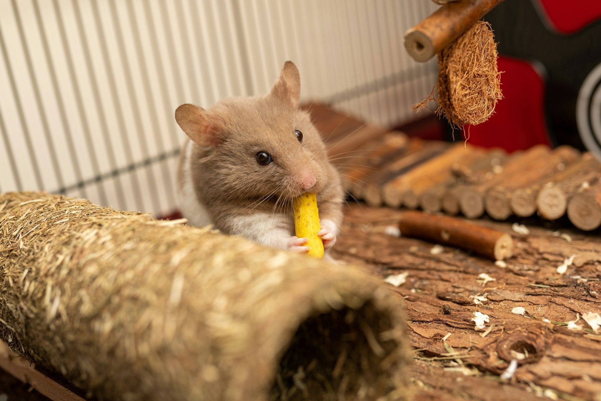 How To Store Hamster Food Safely In The Fridge | Fridge.com