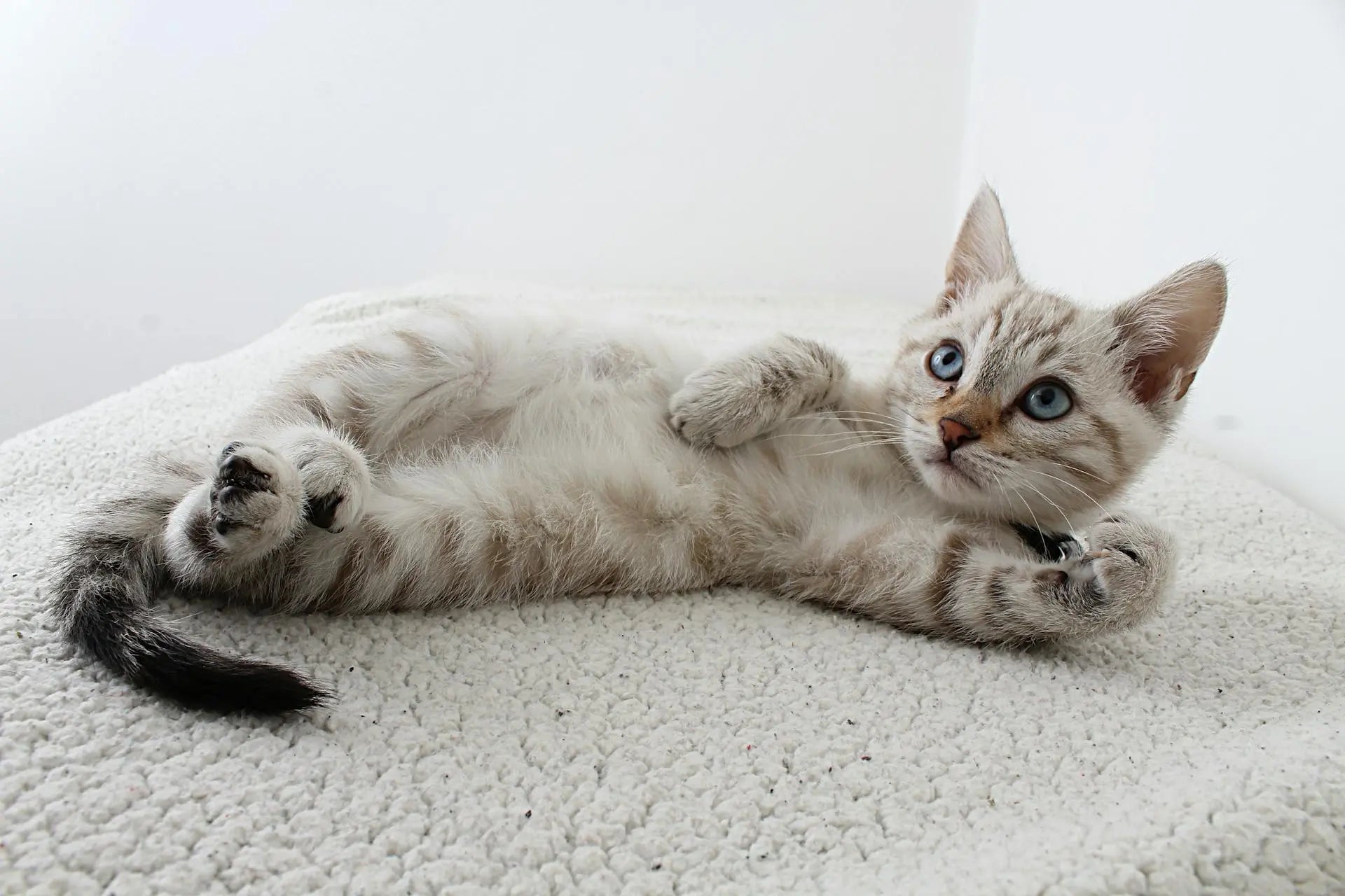 How To Store Raw Cat Food: Diets In The Freezer For Easy Use | Fridge.com