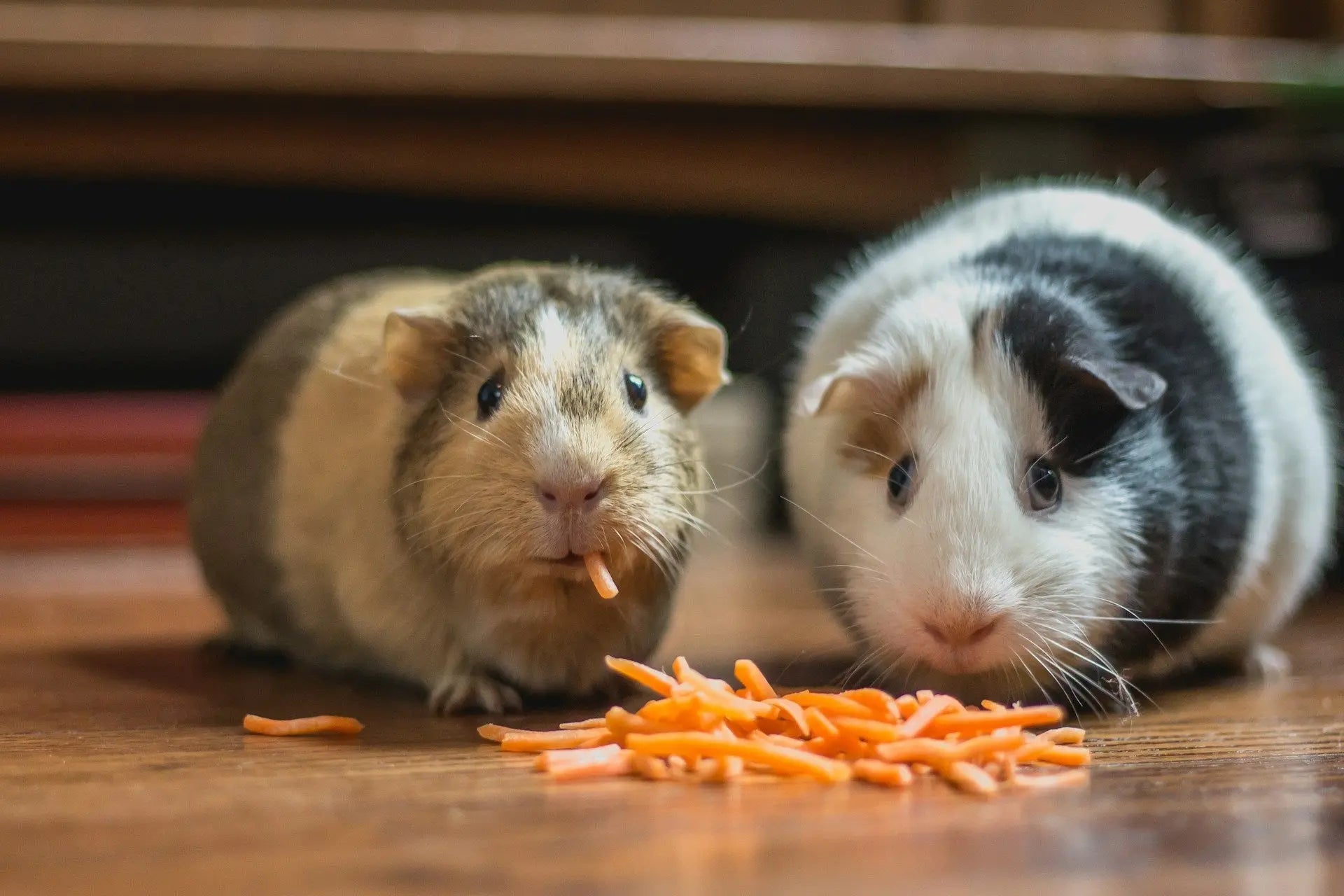 Keeping Gerbil Food Fresh In The Fridge For Longer Use | Fridge.com