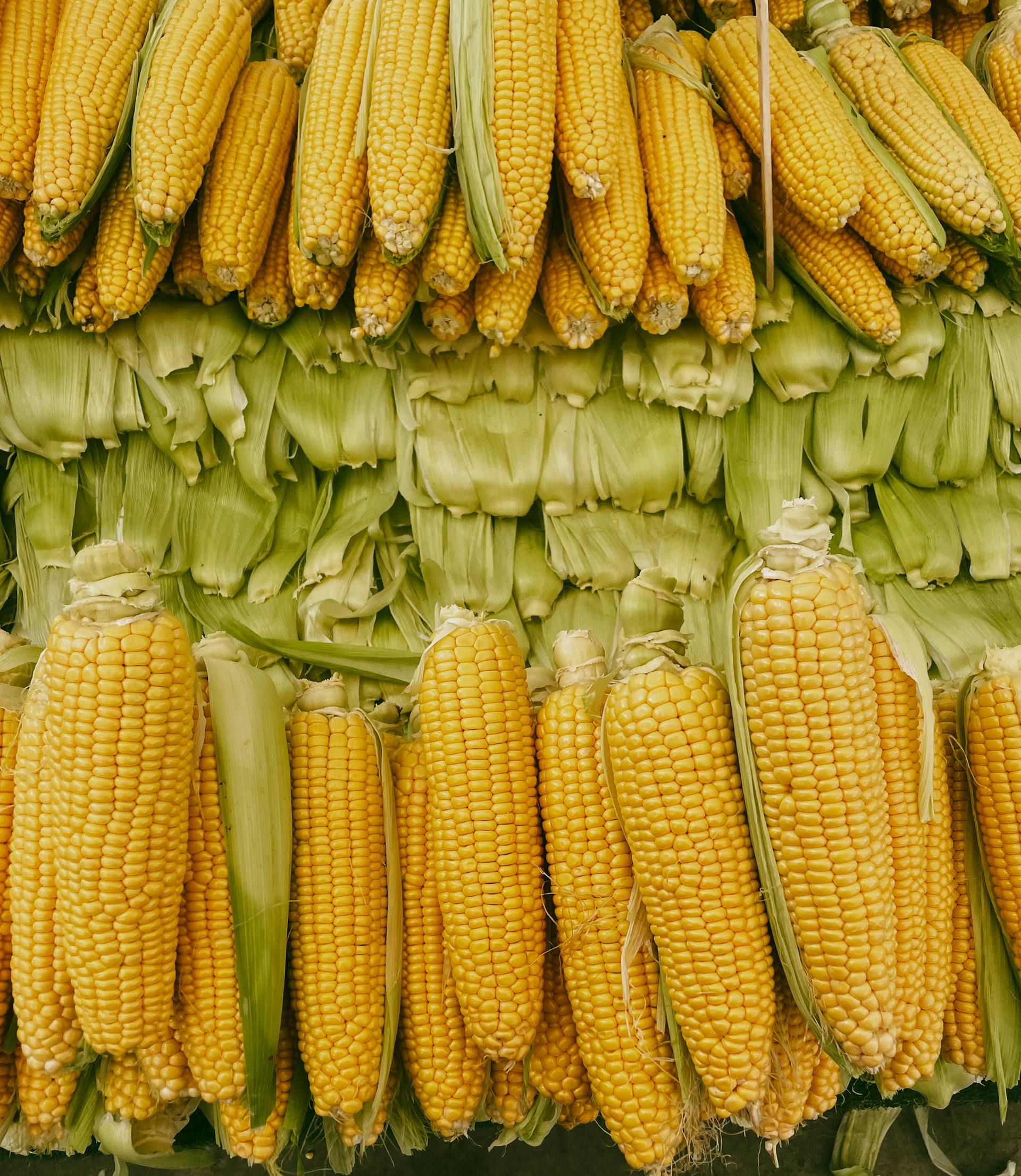 Refrigerate Fresh Corn | Fridge.com