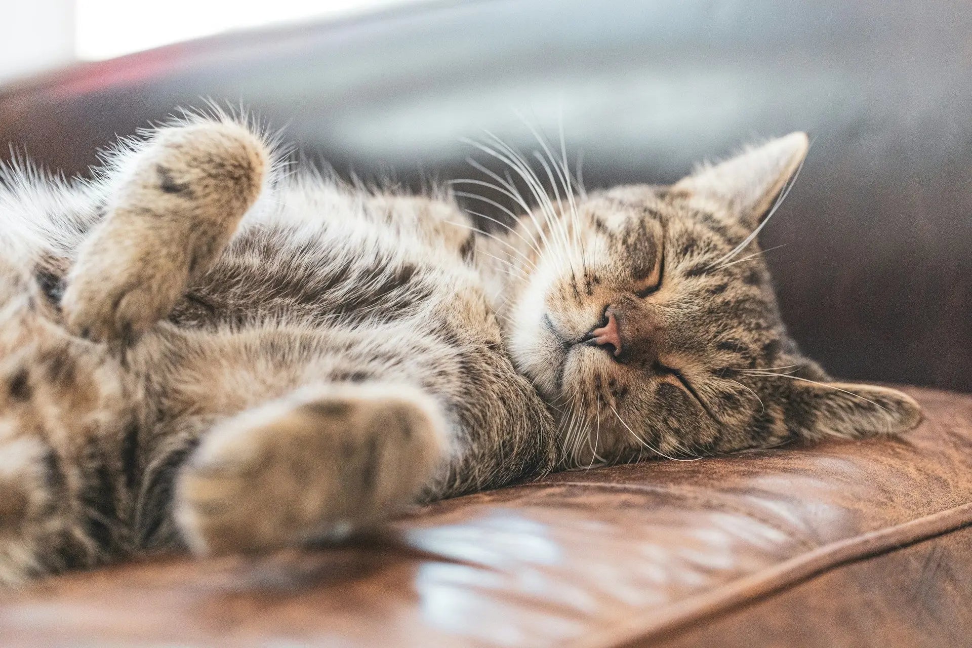 Skin And Coat Health Cat Food: Fridge Or Freezer | Fridge.com