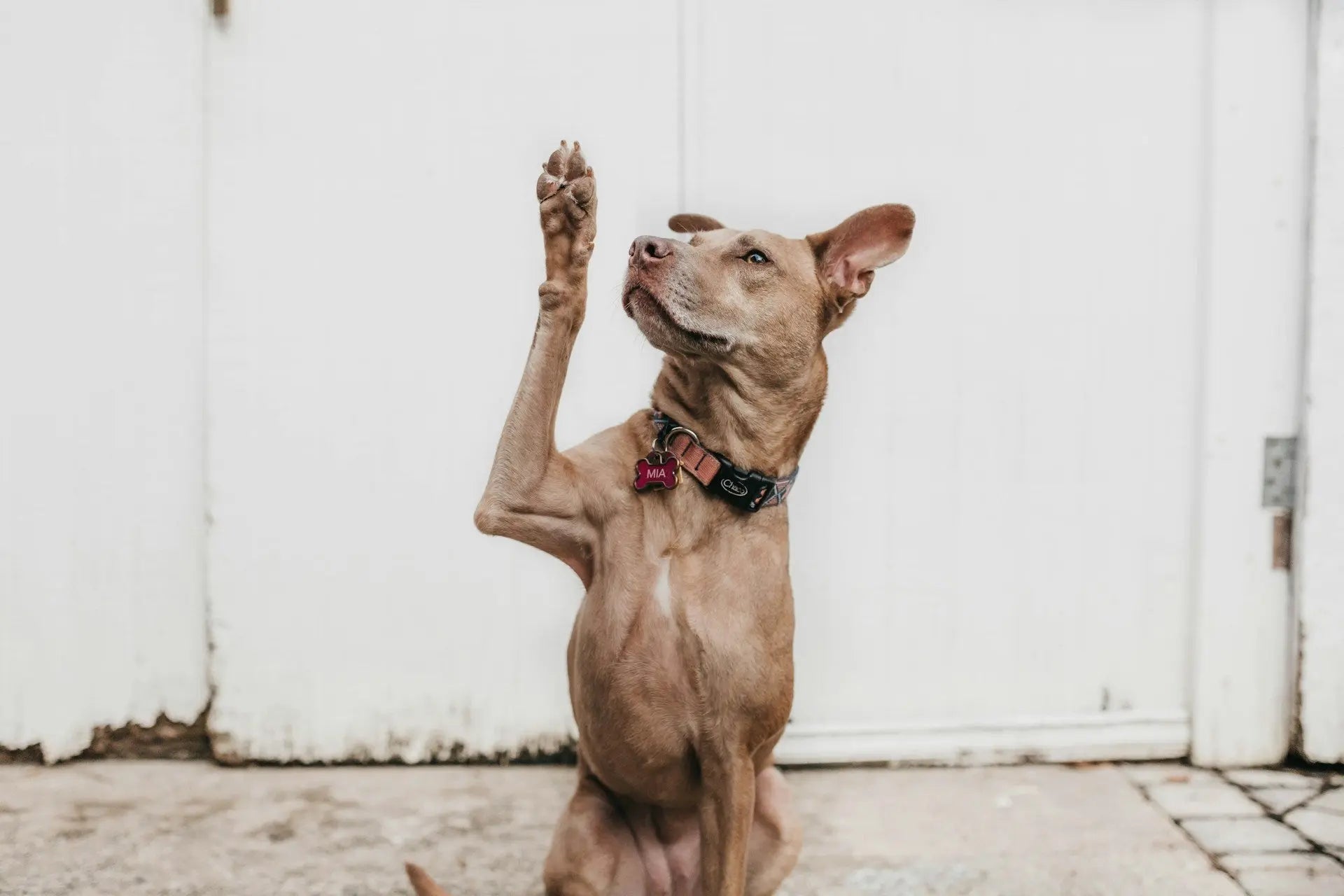 The Ultimate Guide To Refrigerated Dog Food Storage | Fridge.com