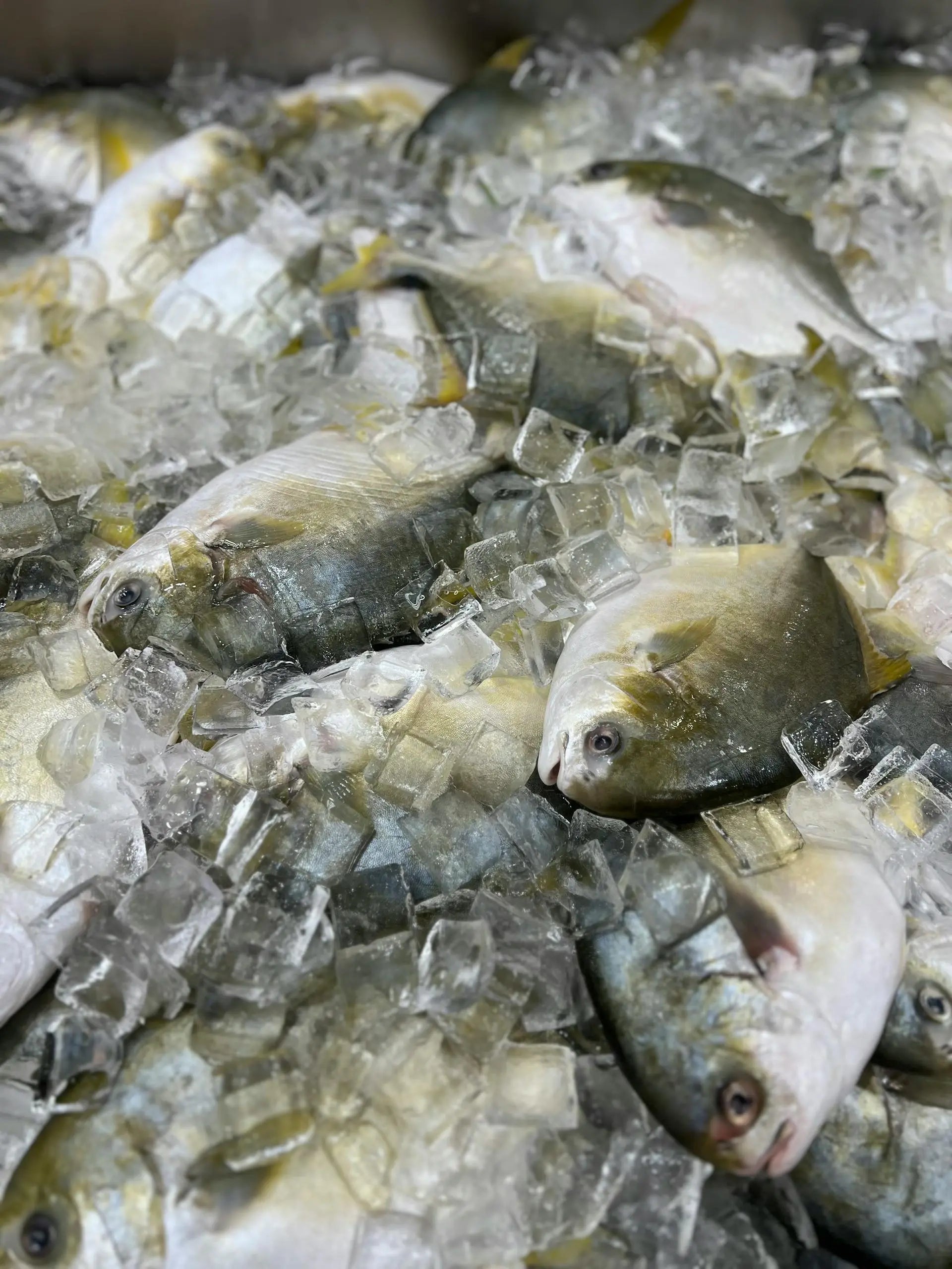 Best-Freezer-For-New-Hampshire-Homes | Fridge.com