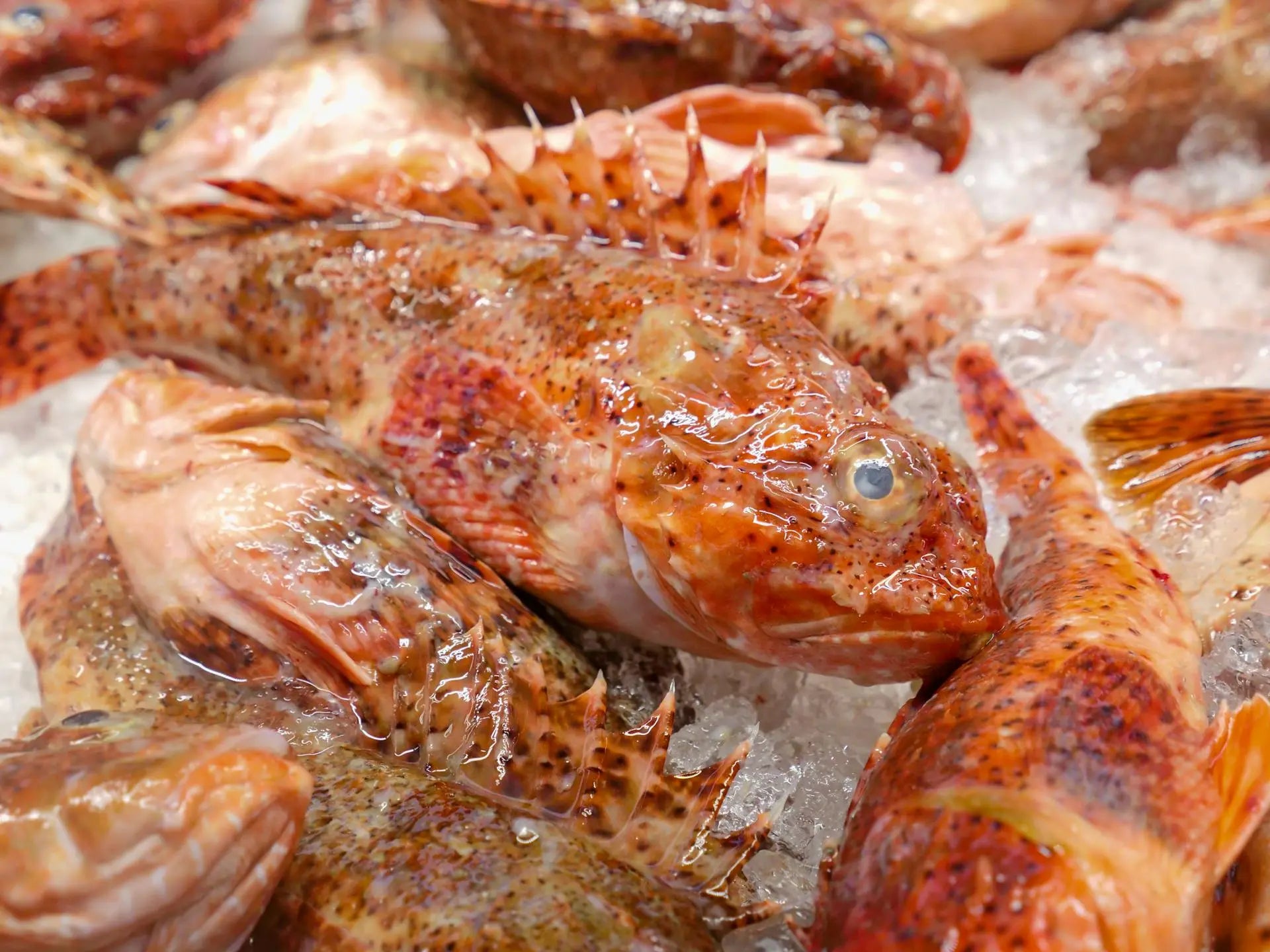 Best-Freezer-For-Oklahoma-City-Homes | Fridge.com