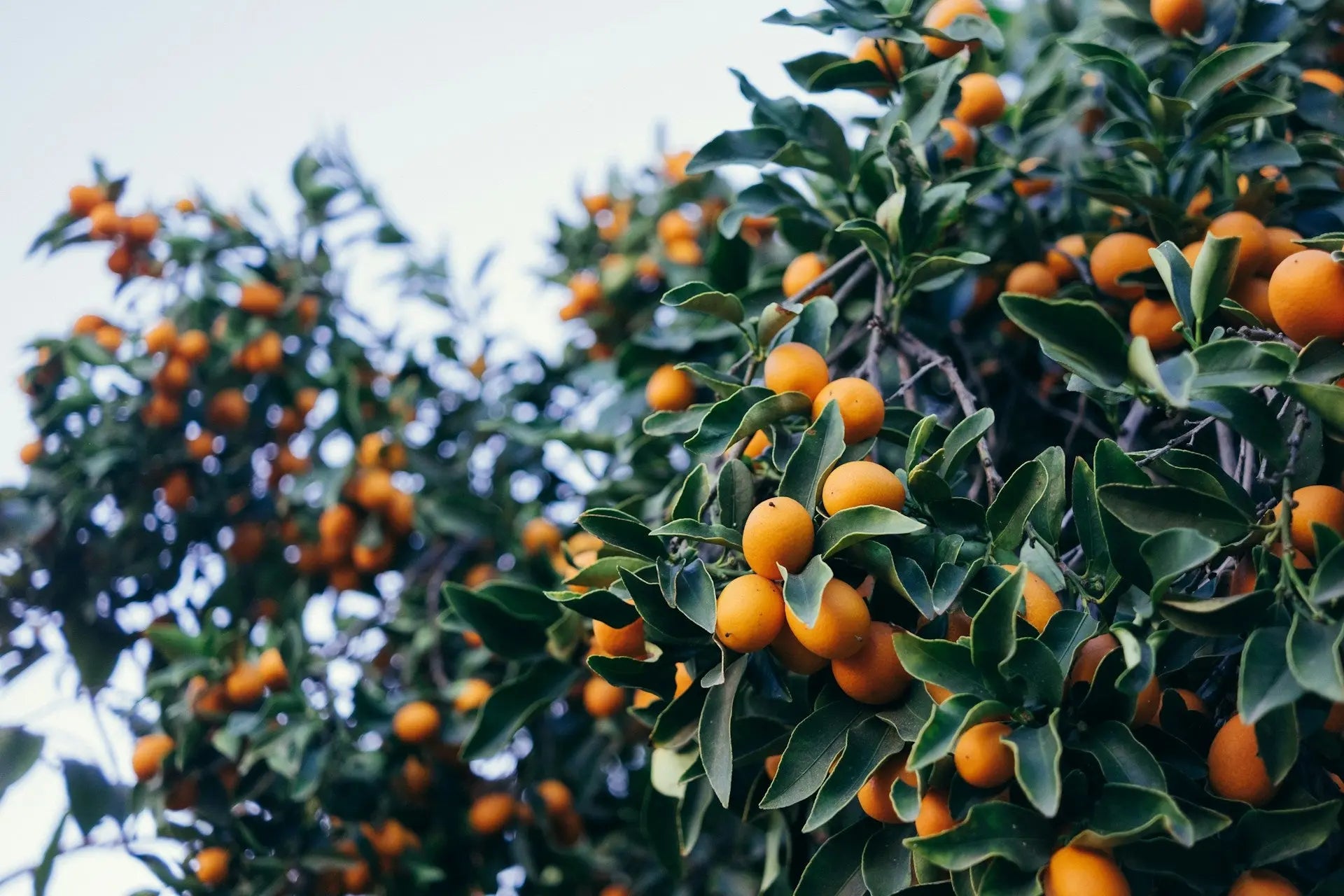 Best Ways To Store Kumquat Tree Seeds In The Fridge | Fridge.com