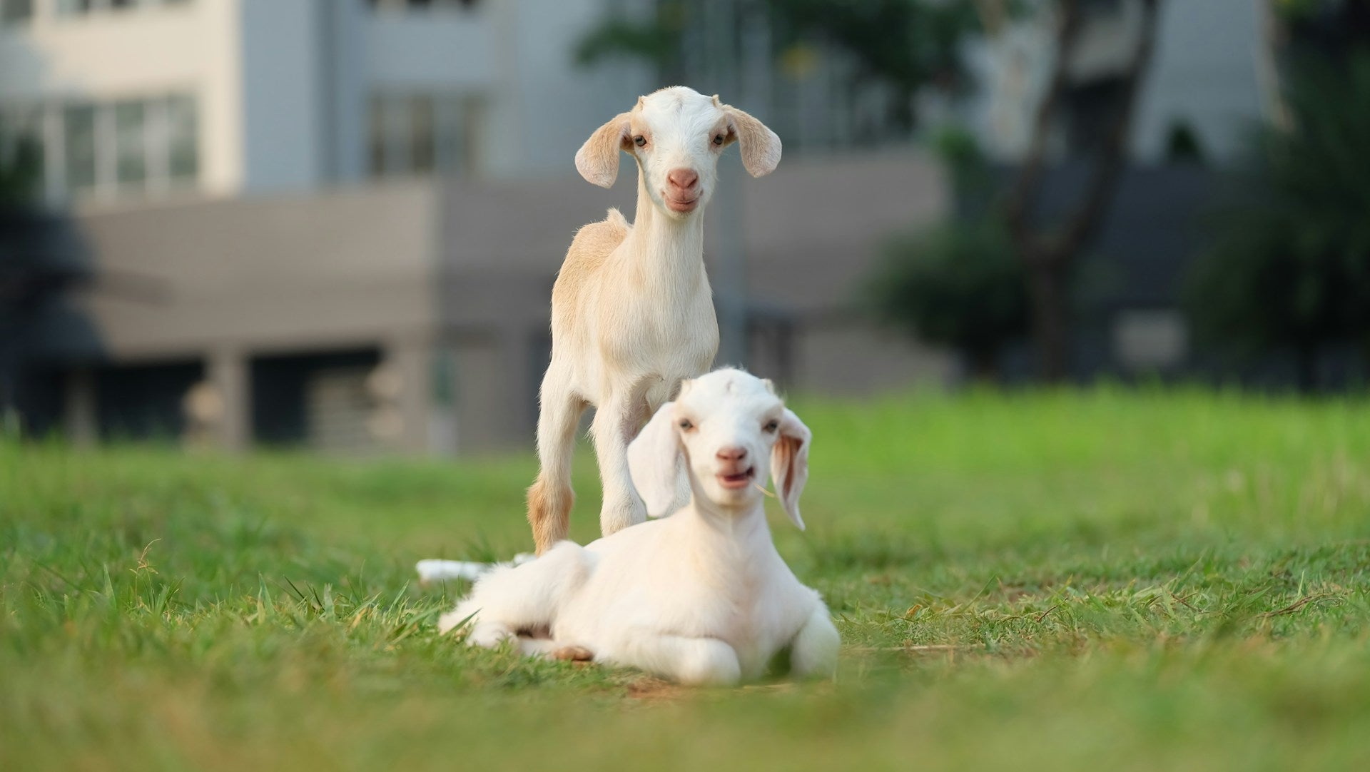 Can I Freeze Goat Milk?