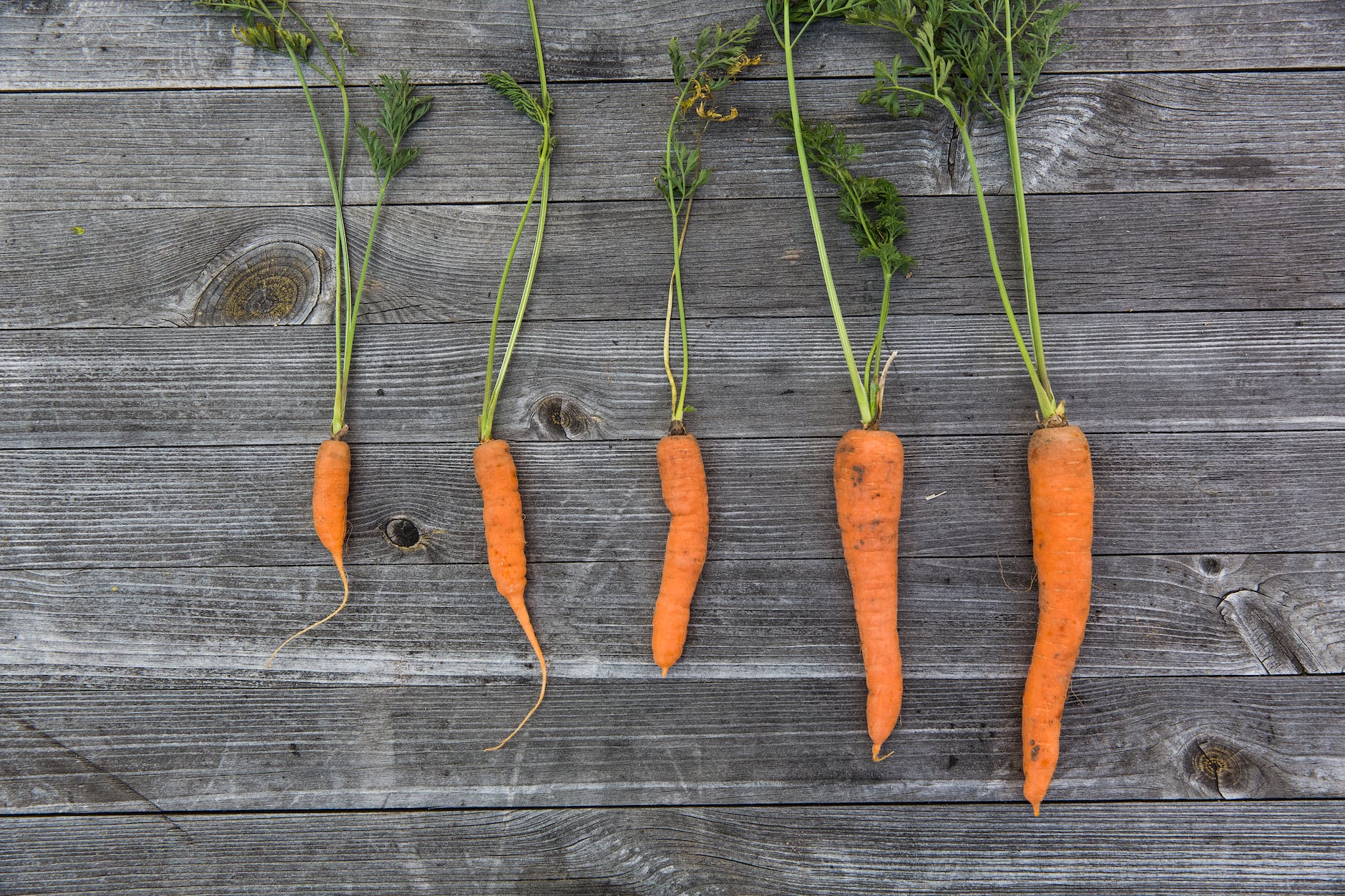 Carrots That Last: Unveiling the Best Practices for Fridge Storage | Fridge.com