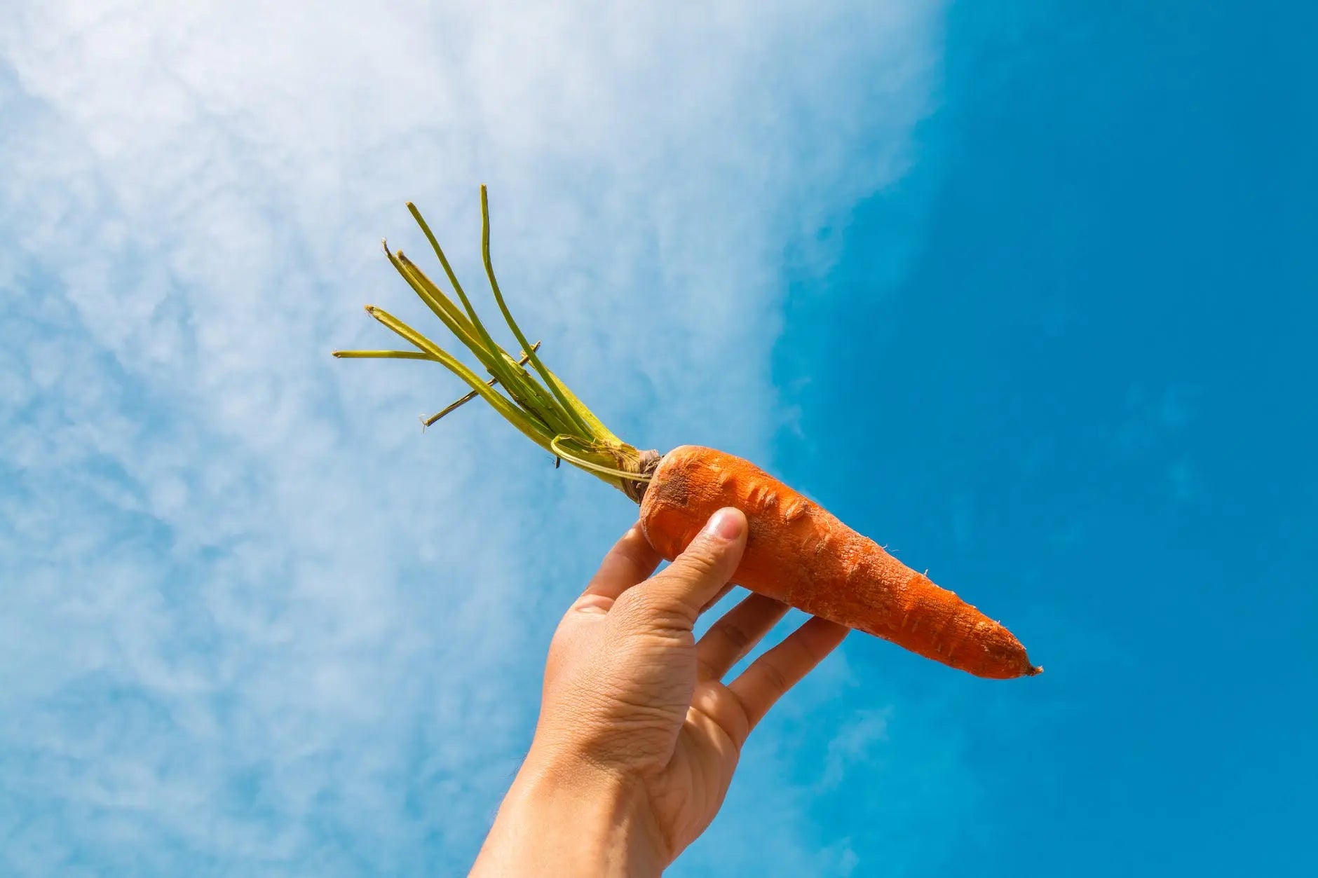 Extend-the-Shelf-Life-How-Long-Do-Carrots-Last-in-the-Fridge | Fridge.com