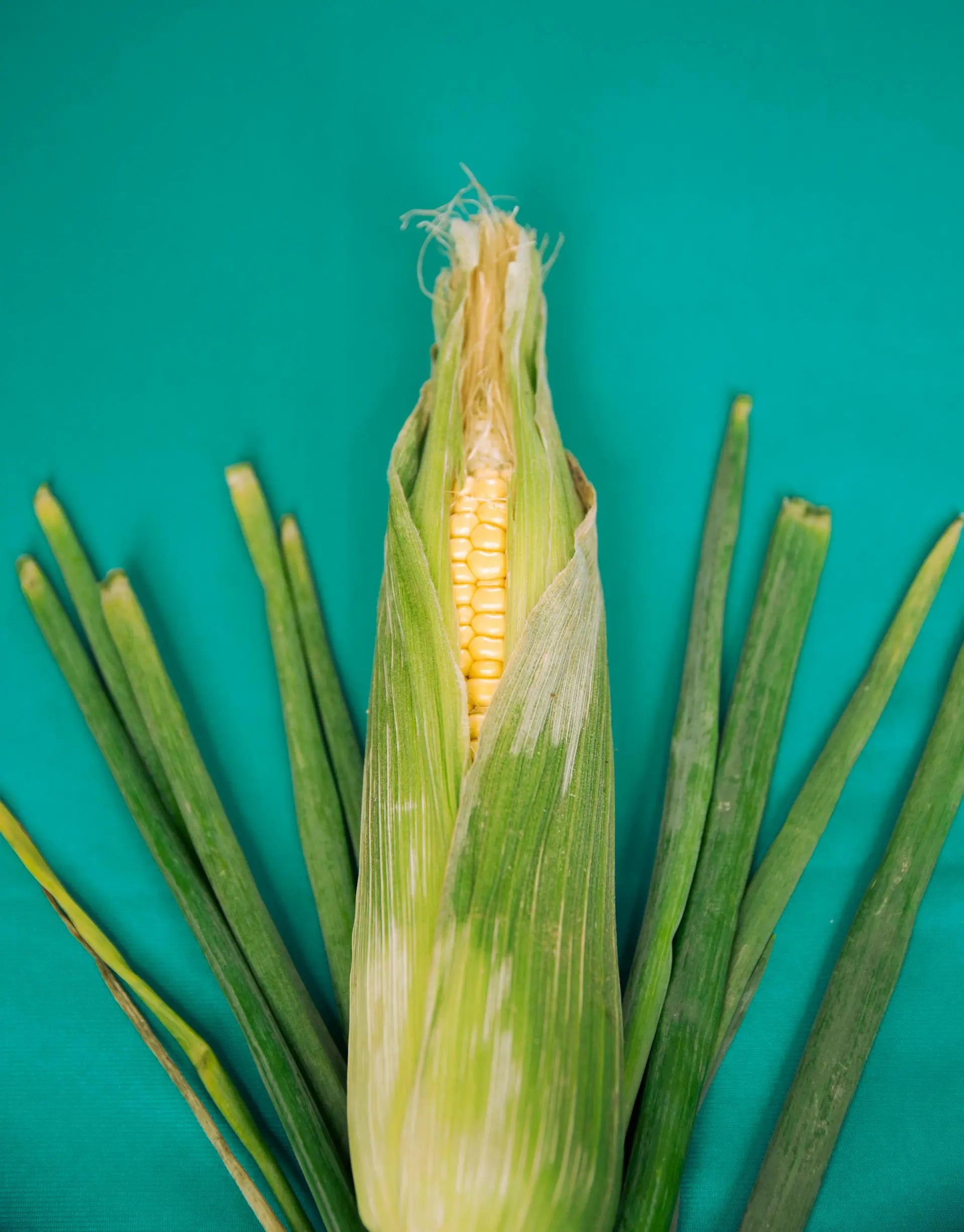 Freeze-Corn-On-The-Cob-In-Husk | Fridge.com