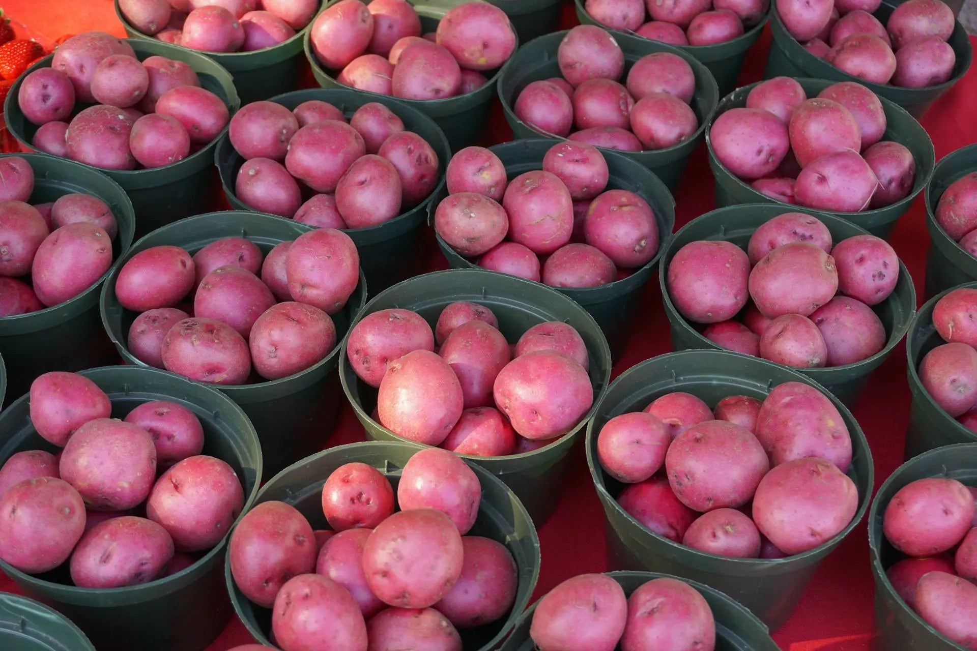 Freezing Red Potatoes | Fridge.com