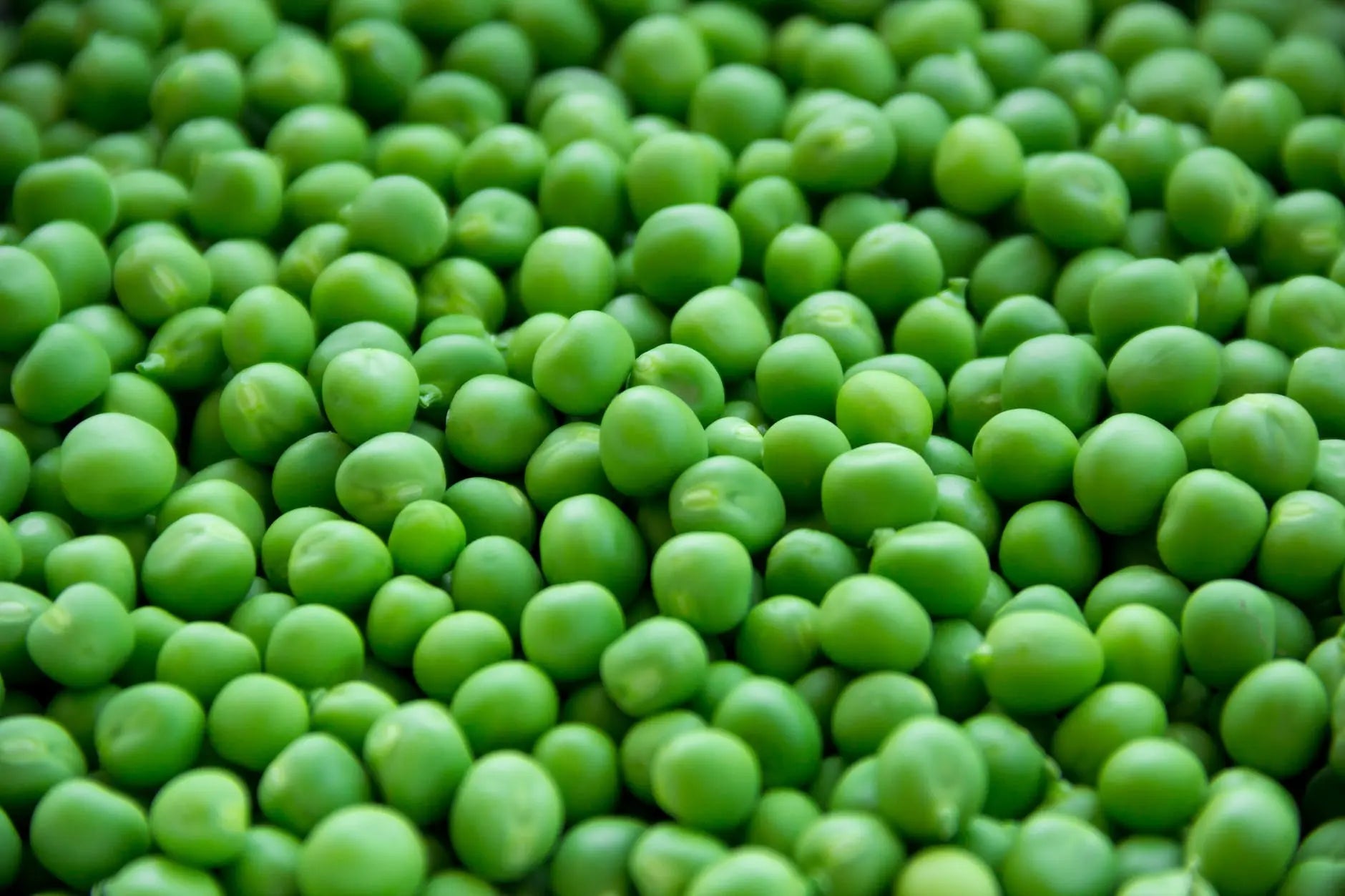 Fridge Storage 101: How Long Can You Safely Store Green Beans? | Fridge.com