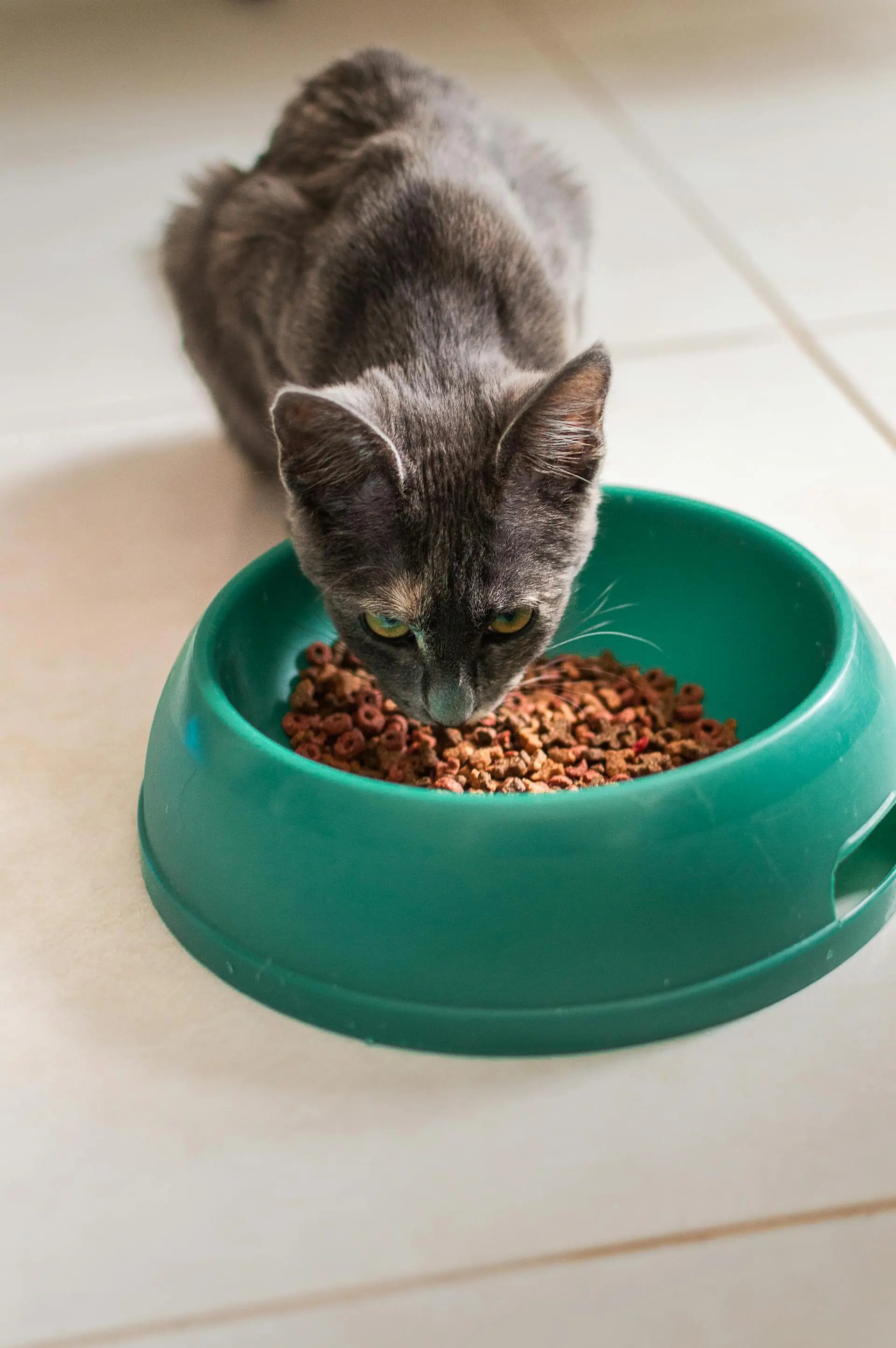 How-Long-Can-Cat-Food-Stay-In-The-Fridge | Fridge.com