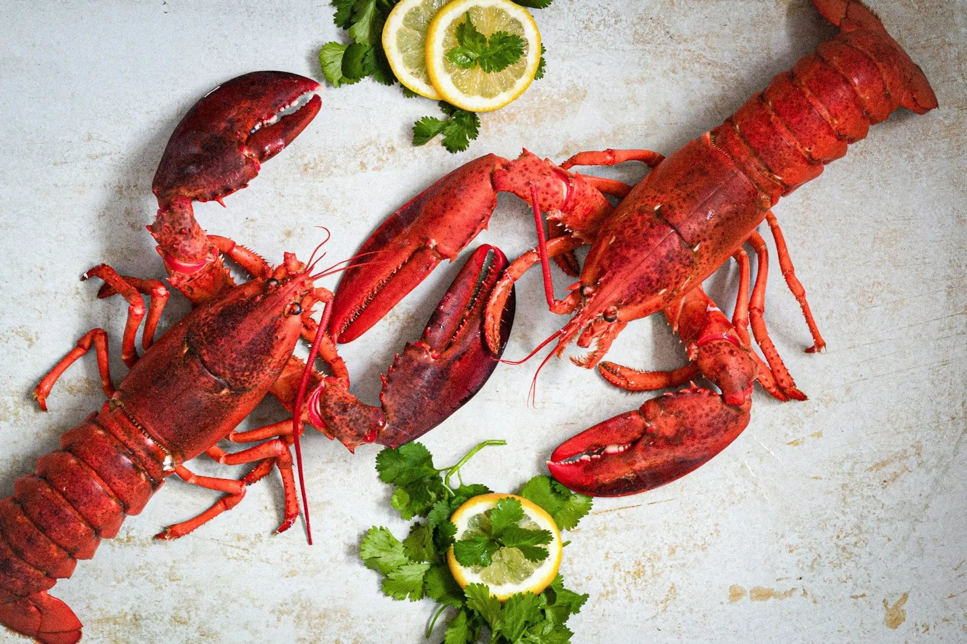 How-Long-Can-European-Lobster-Last-In-The-Fridge | Fridge.com