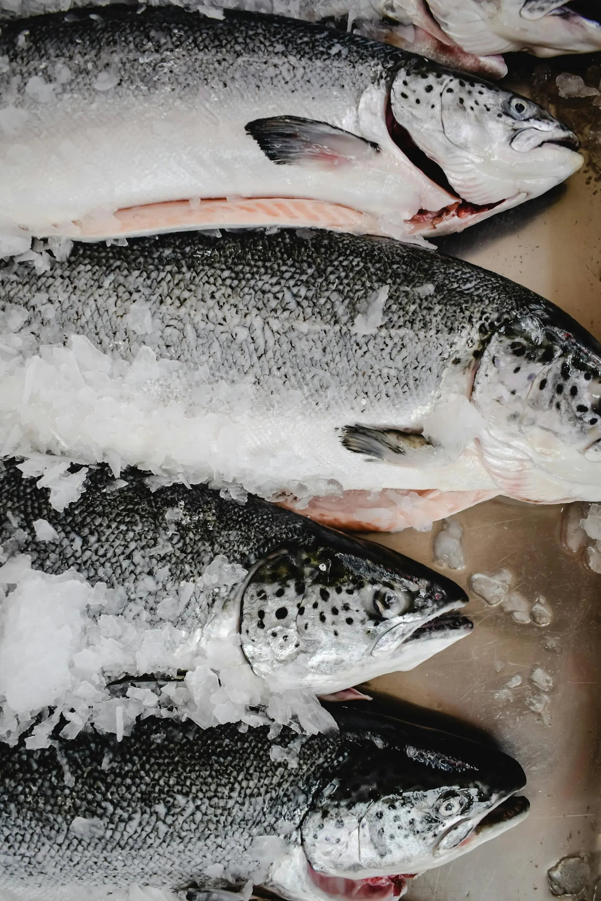How-Long-Can-Frozen-Salmon-Be-In-The-Fridge | Fridge.com