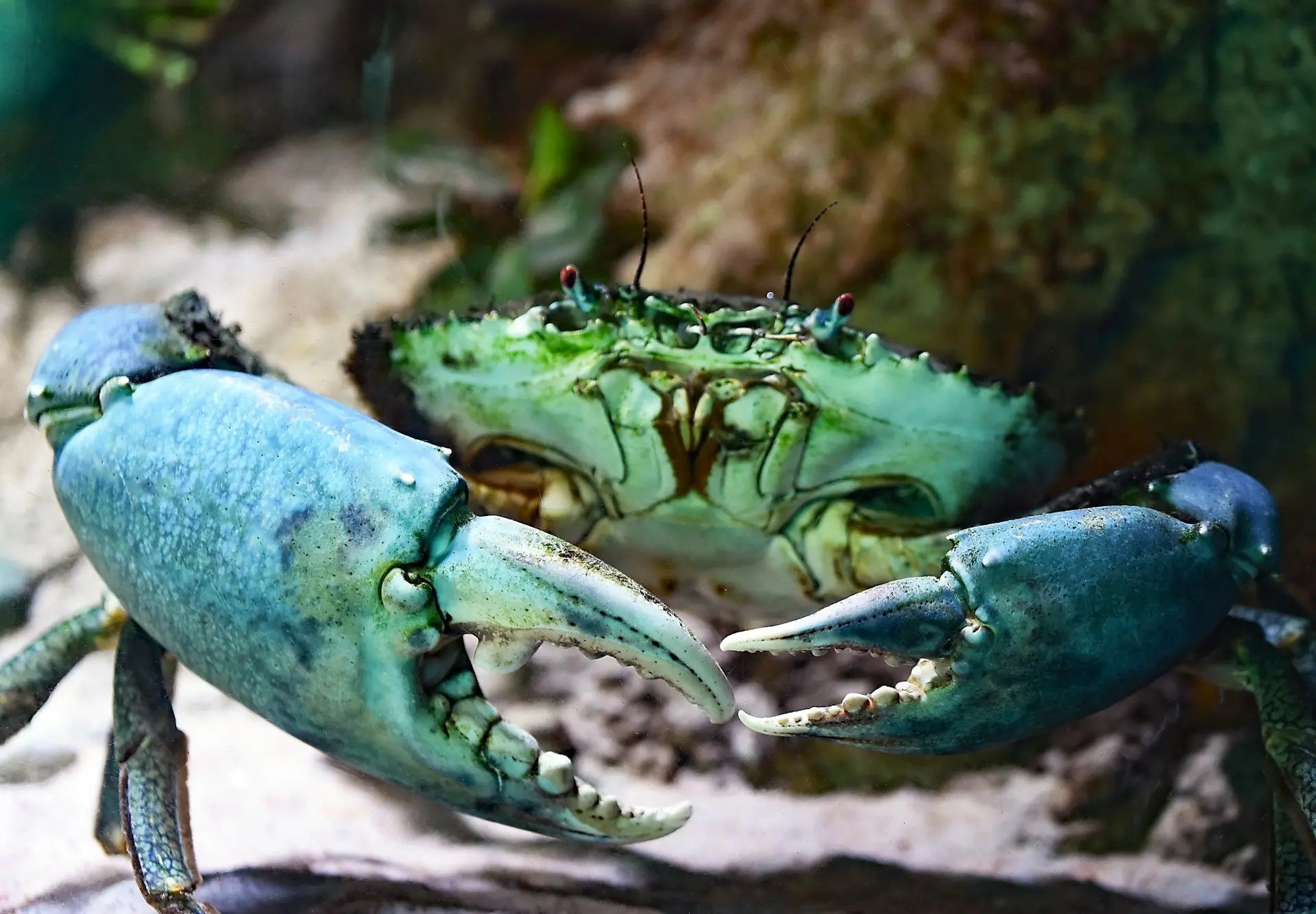 How-Long-Can-Mud-Crab-Last-In-The-Fridge | Fridge.com