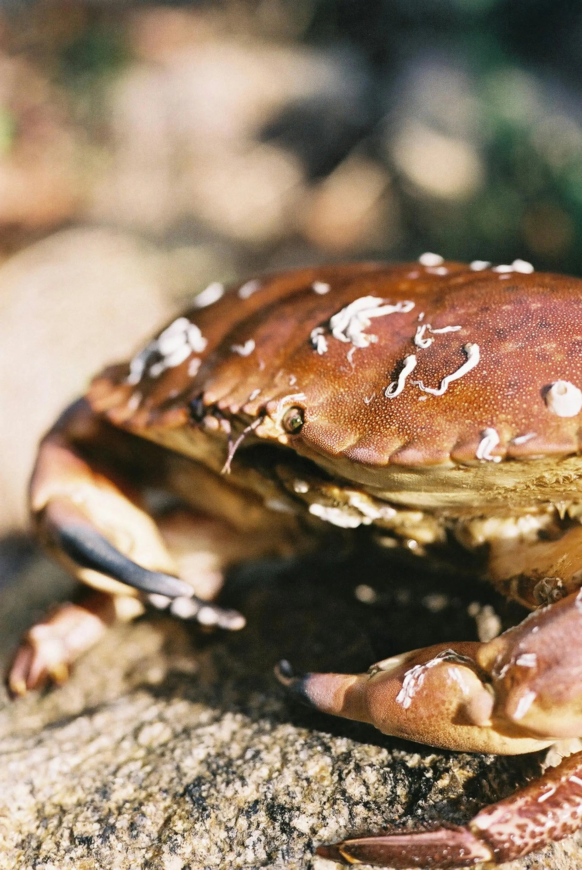 How-Long-Can-Peekytoe-Crab-Last-In-The-Fridge | Fridge.com