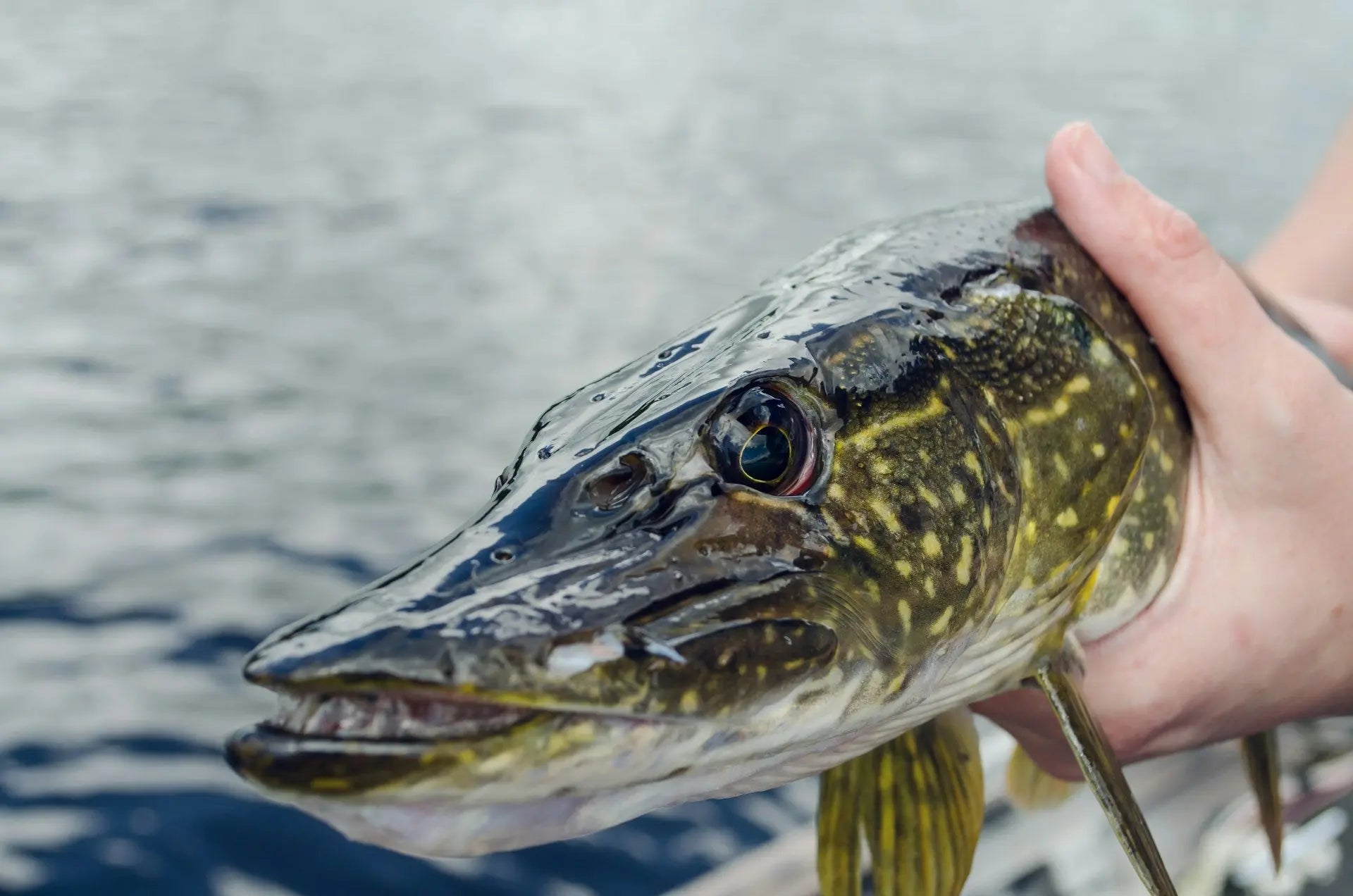 How-Long-Can-Pike-Last-In-The-Fridge | Fridge.com