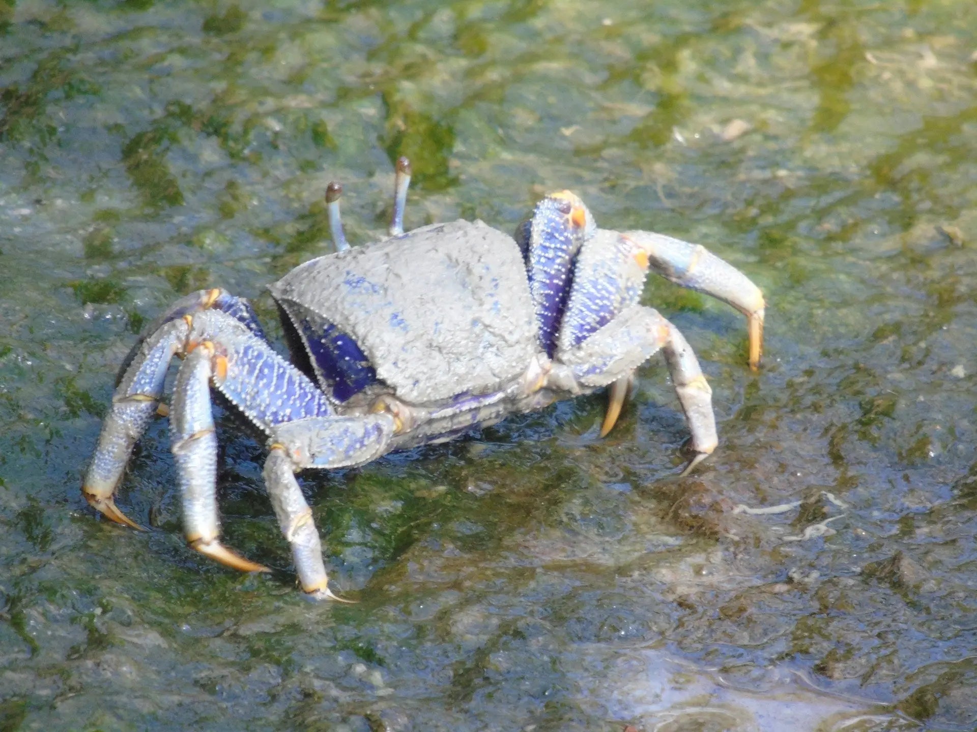 How-Long-Can-Purple-Shore-Crab-Last-In-The-Fridge | Fridge.com