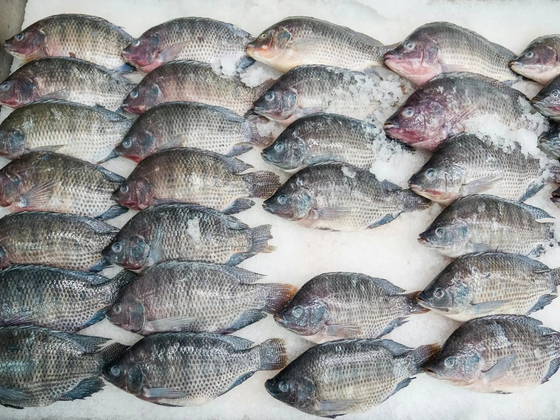How-Long-Can-Tilapia-Stay-In-The-Freezer | Fridge.com