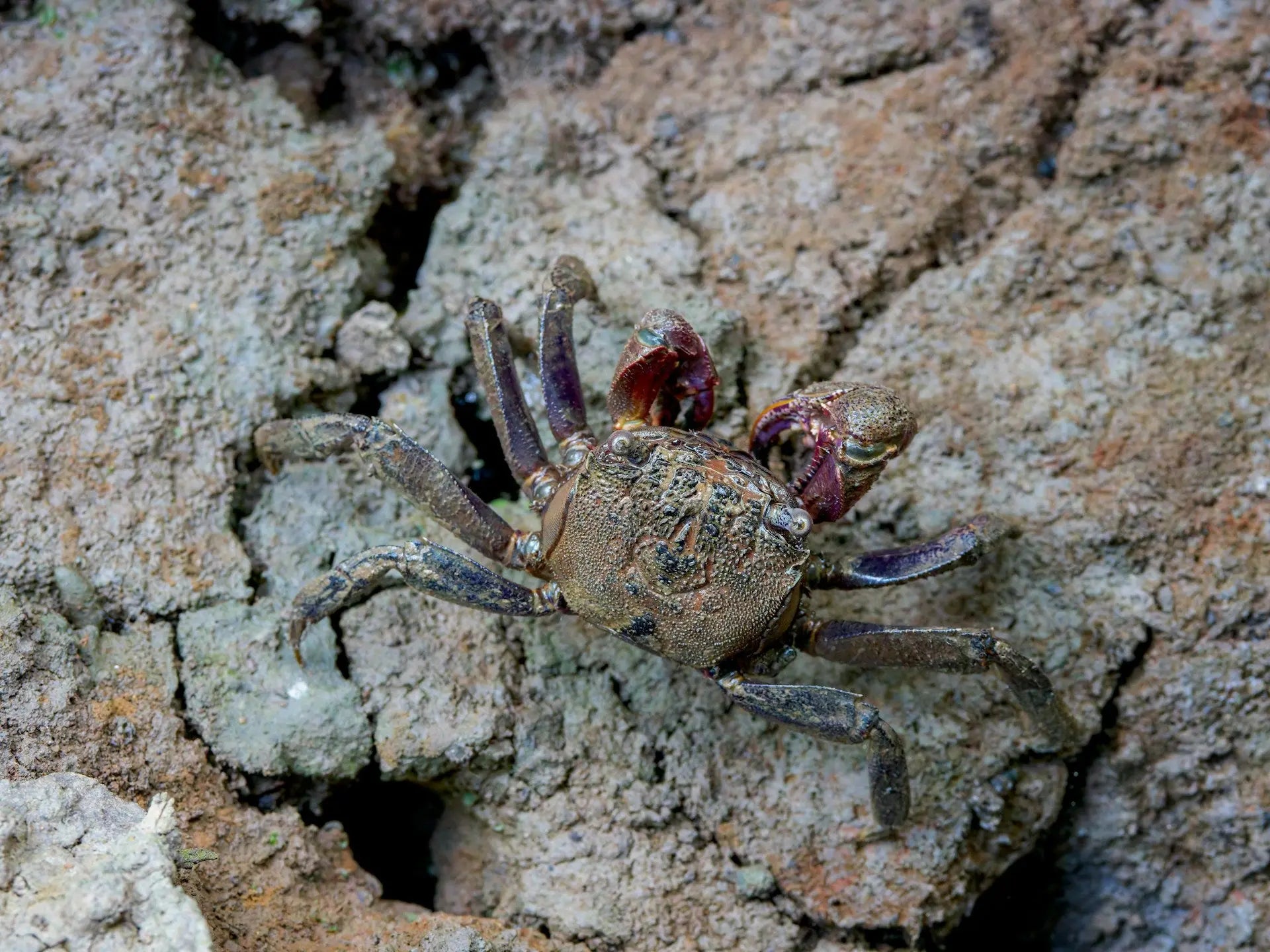 How-Long-Can-Velvet-Crab-Last-In-The-Fridge | Fridge.com