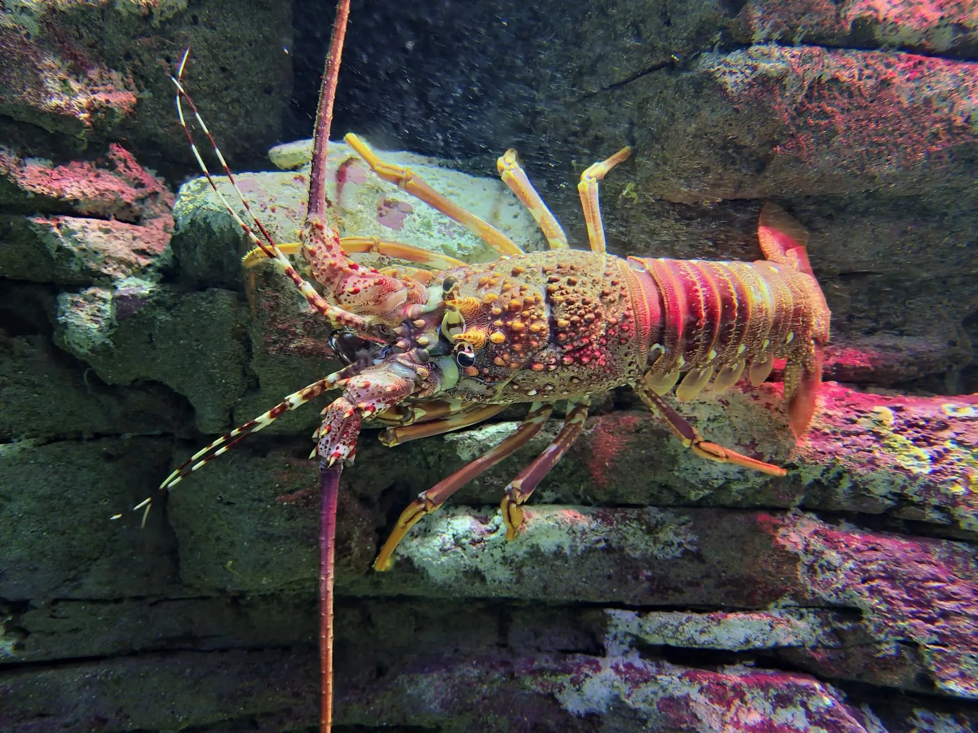 How-Long-Can-Western-Rock-Lobster-Last-In-The-Fridge | Fridge.com