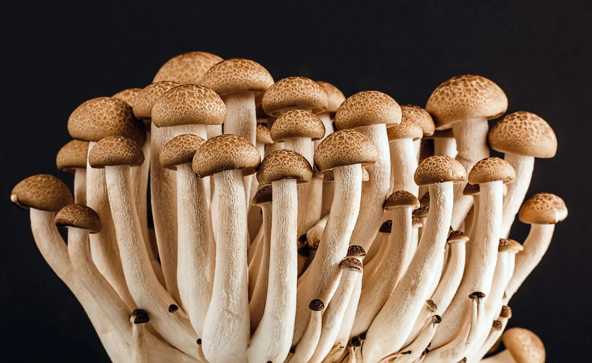 How-Long-Do-Beech-Mushrooms-Last-In-The-Fridge | Fridge.com