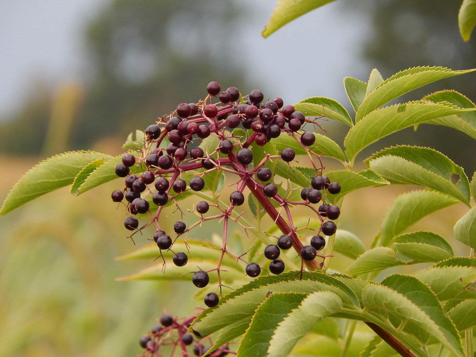 How Long Do Elderberries Last In The Fridge?