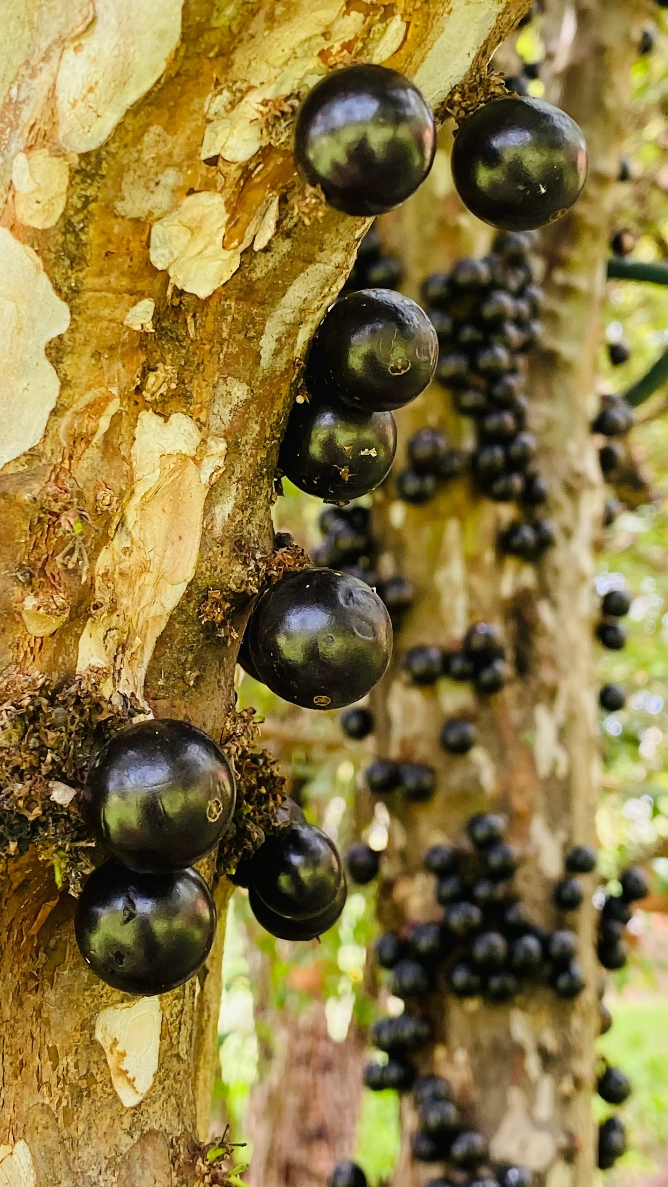 How Long Do Jabuticaba Last In The Fridge? – Fridge.com