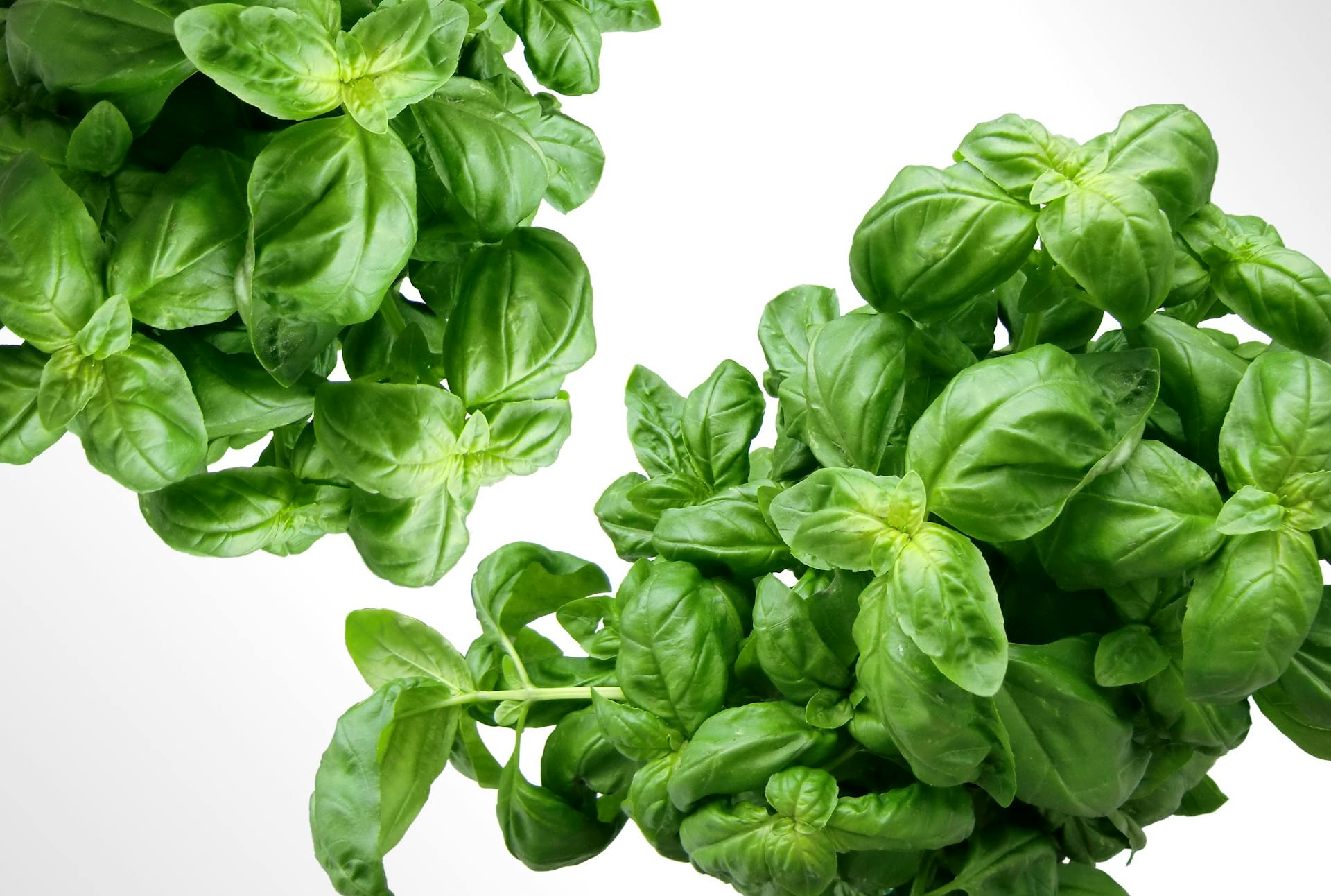 How Long Does Basil Last In The Fridge?