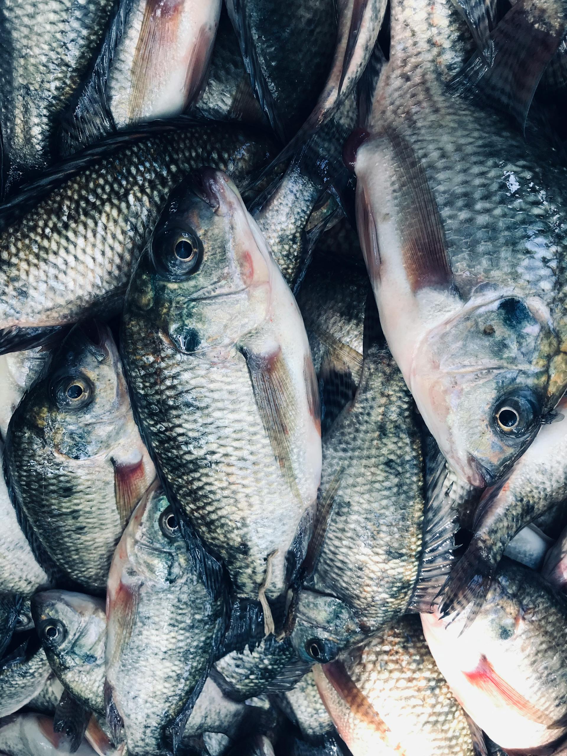 How Long Is Tilapia Good In The Fridge?