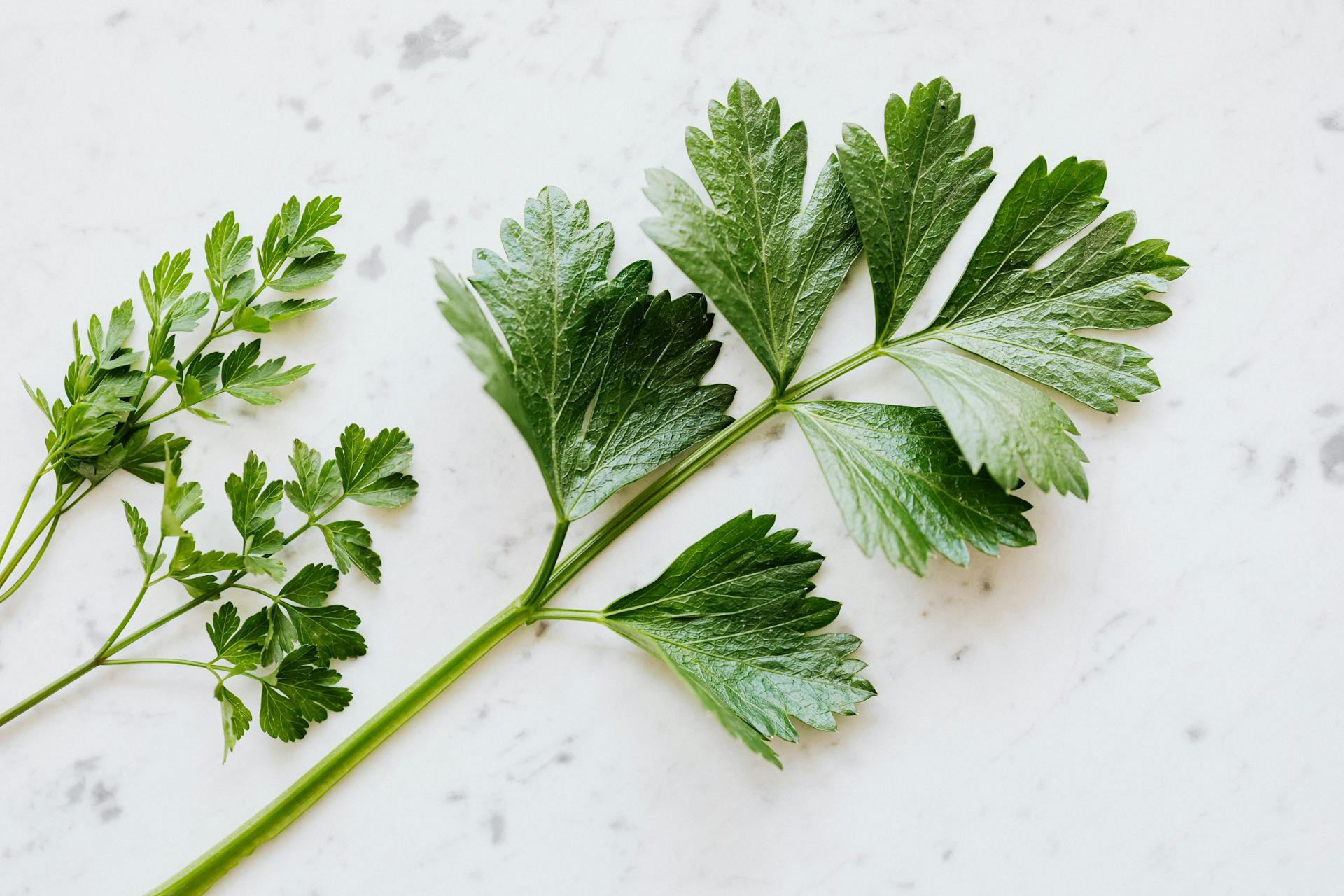 How To Keep Cilantro Fresh In The Fridge
