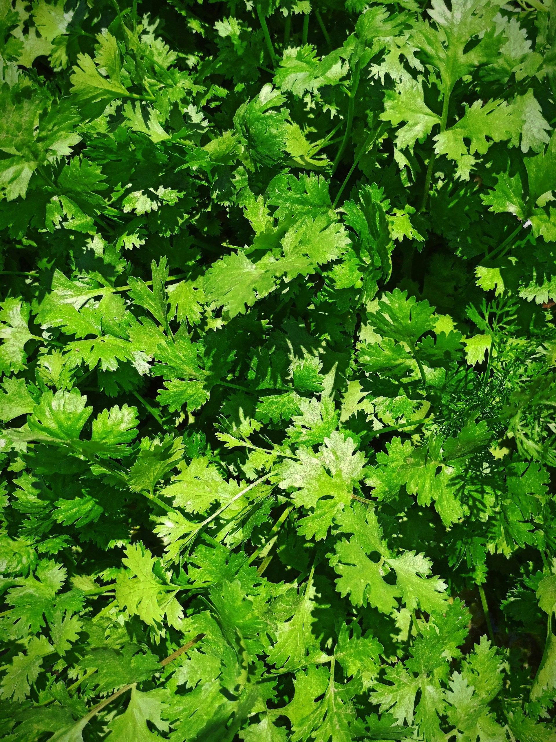 How To Keep Cilantro Fresh In The Refrigerator
