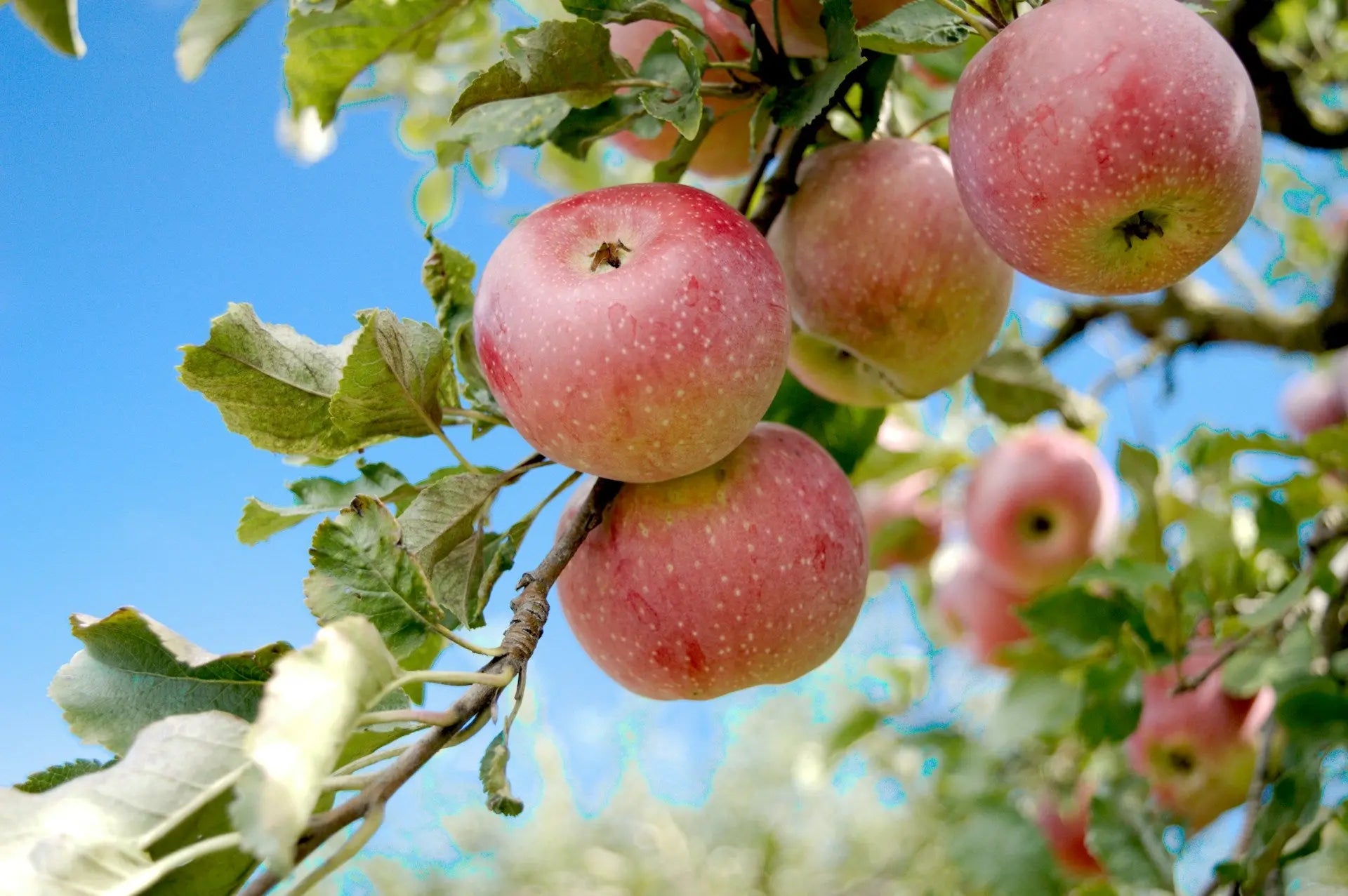 How-To-Keep-Lancaster-Apple-Seeds-In-The-Fridge | Fridge.com