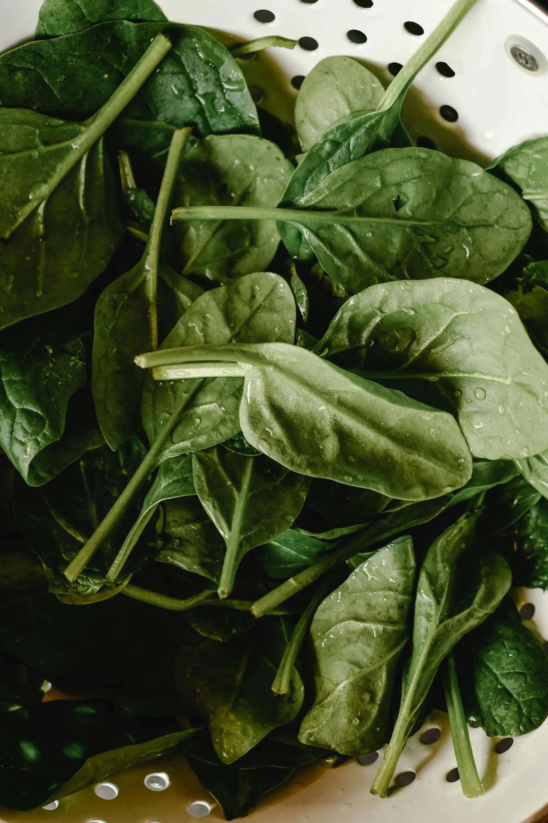 How-To-Keep-Spinach-Fresh-In-The-Fridge | Fridge.com