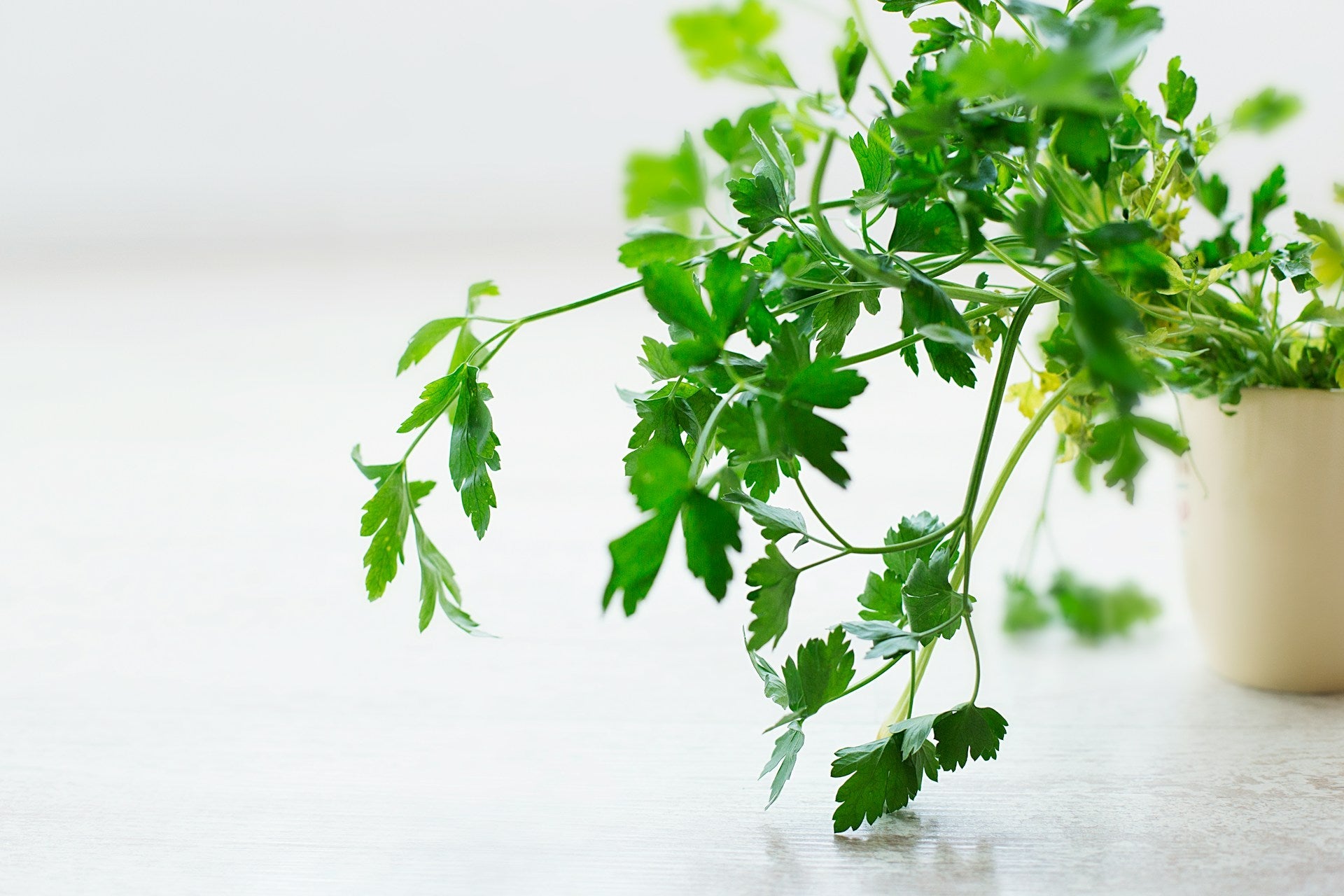How To Store Cilantro In The Freezer