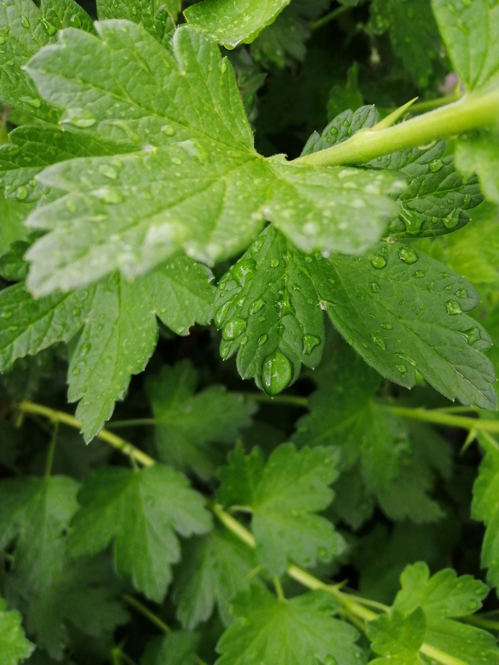 How To Store Cilantro In The Fridge