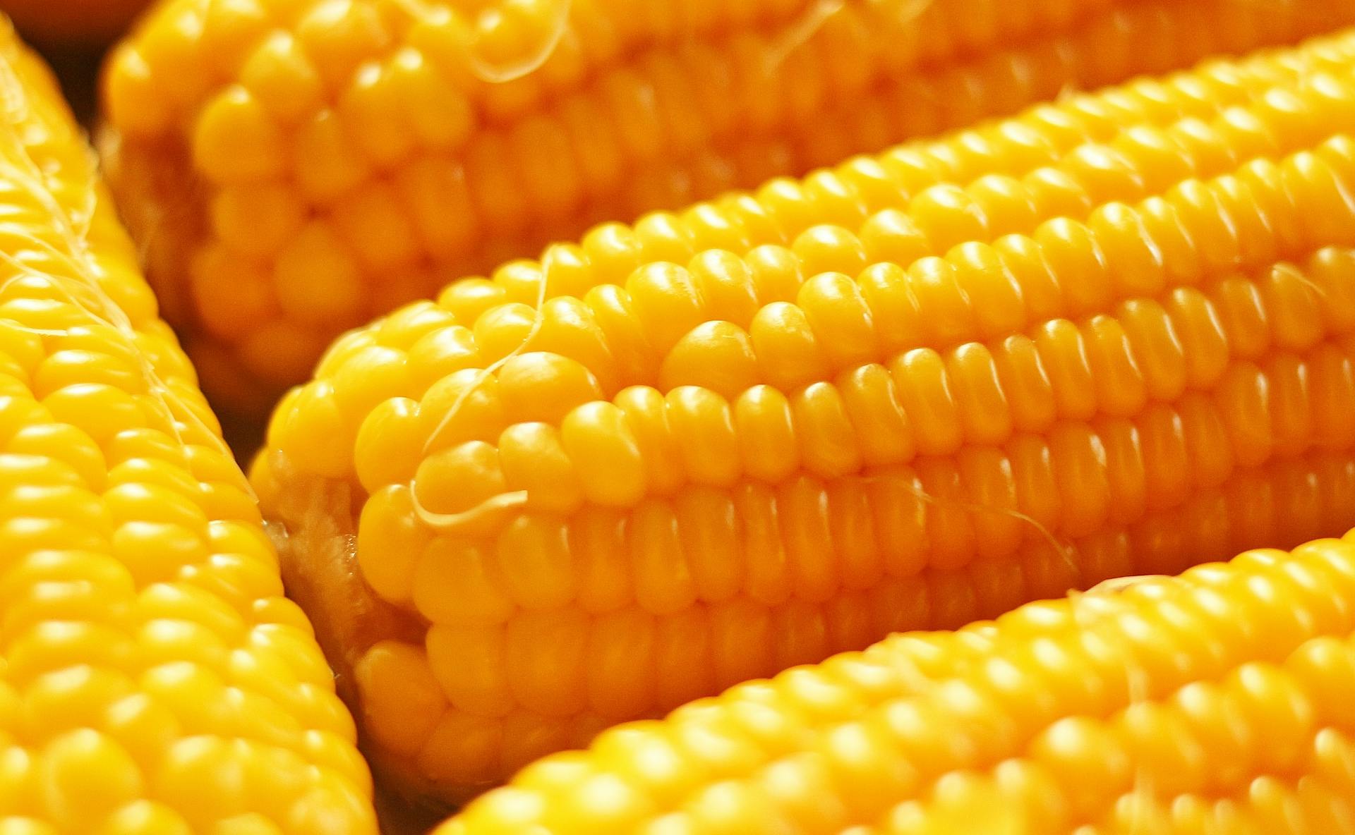 How Long Does Corn Last In The Fridge?