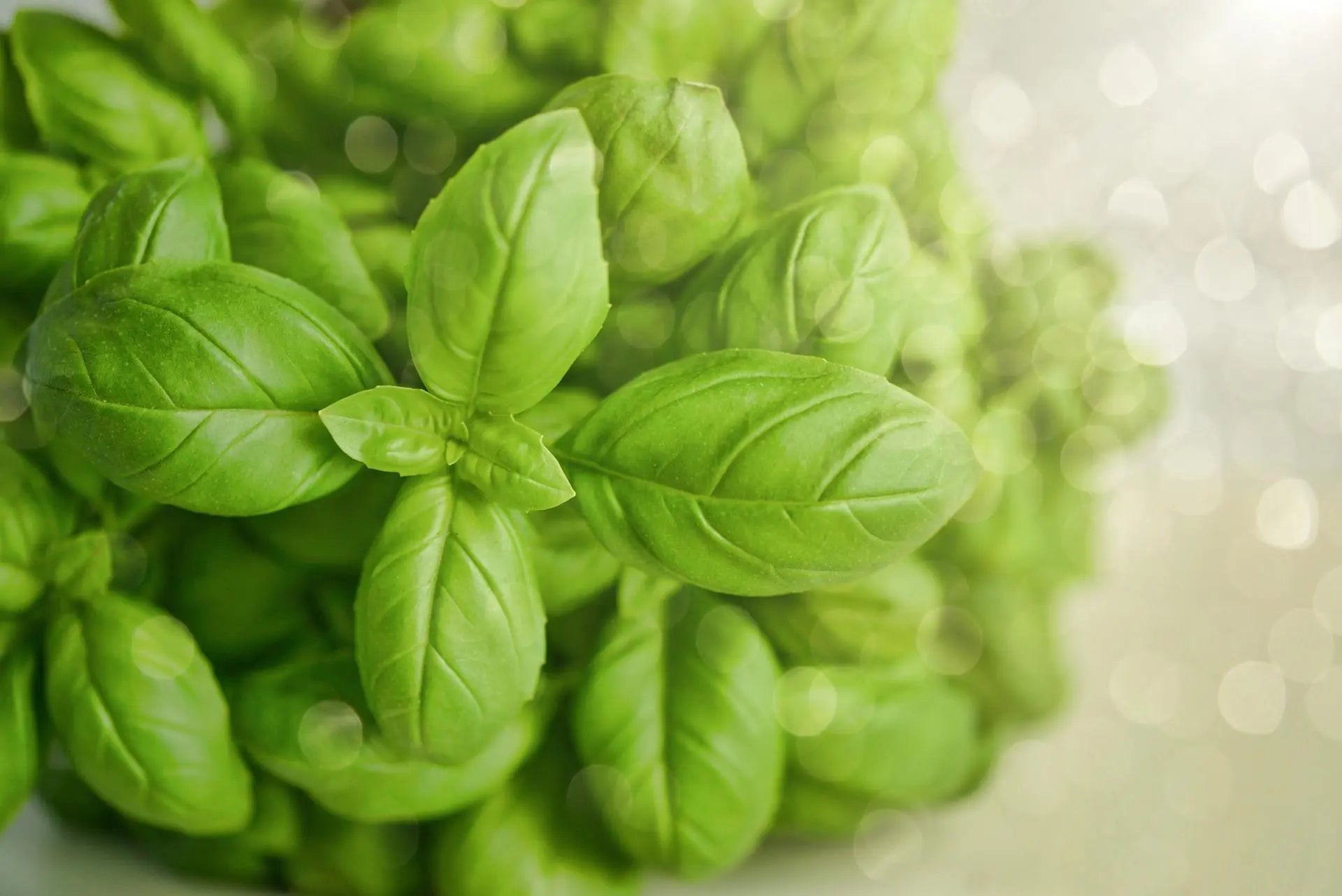 Refrigerating-Basil | Fridge.com