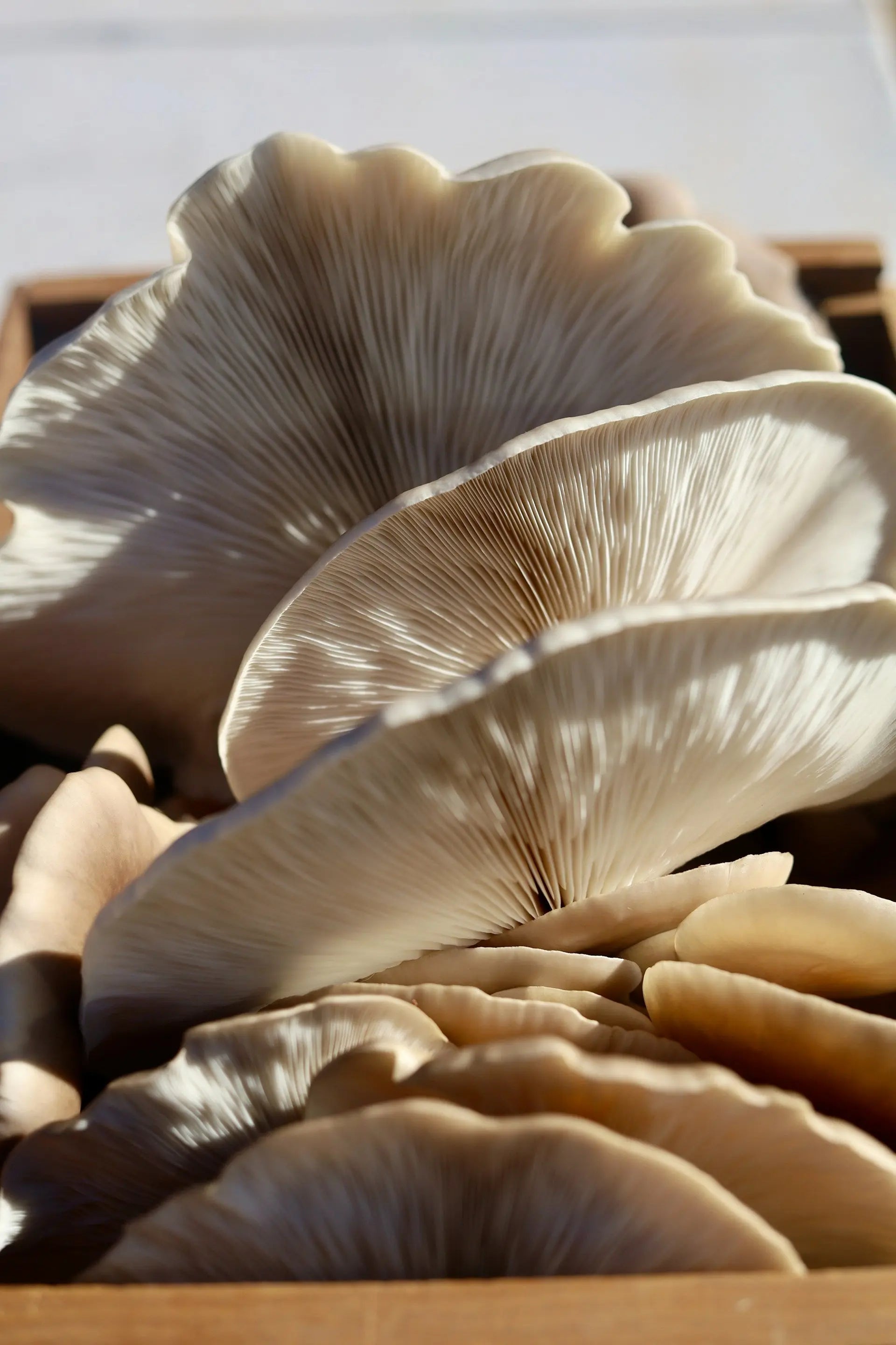 Storing-Oyster-Mushrooms-In-The-Fridge | Fridge.com